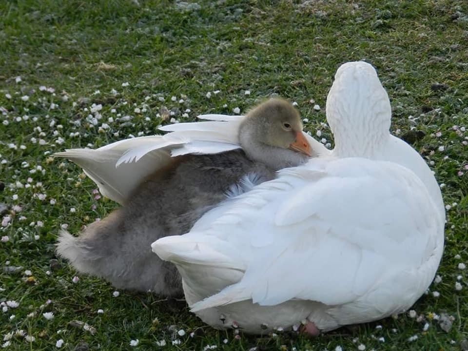 With mom - Milota, Chick, Longpost, Гусь