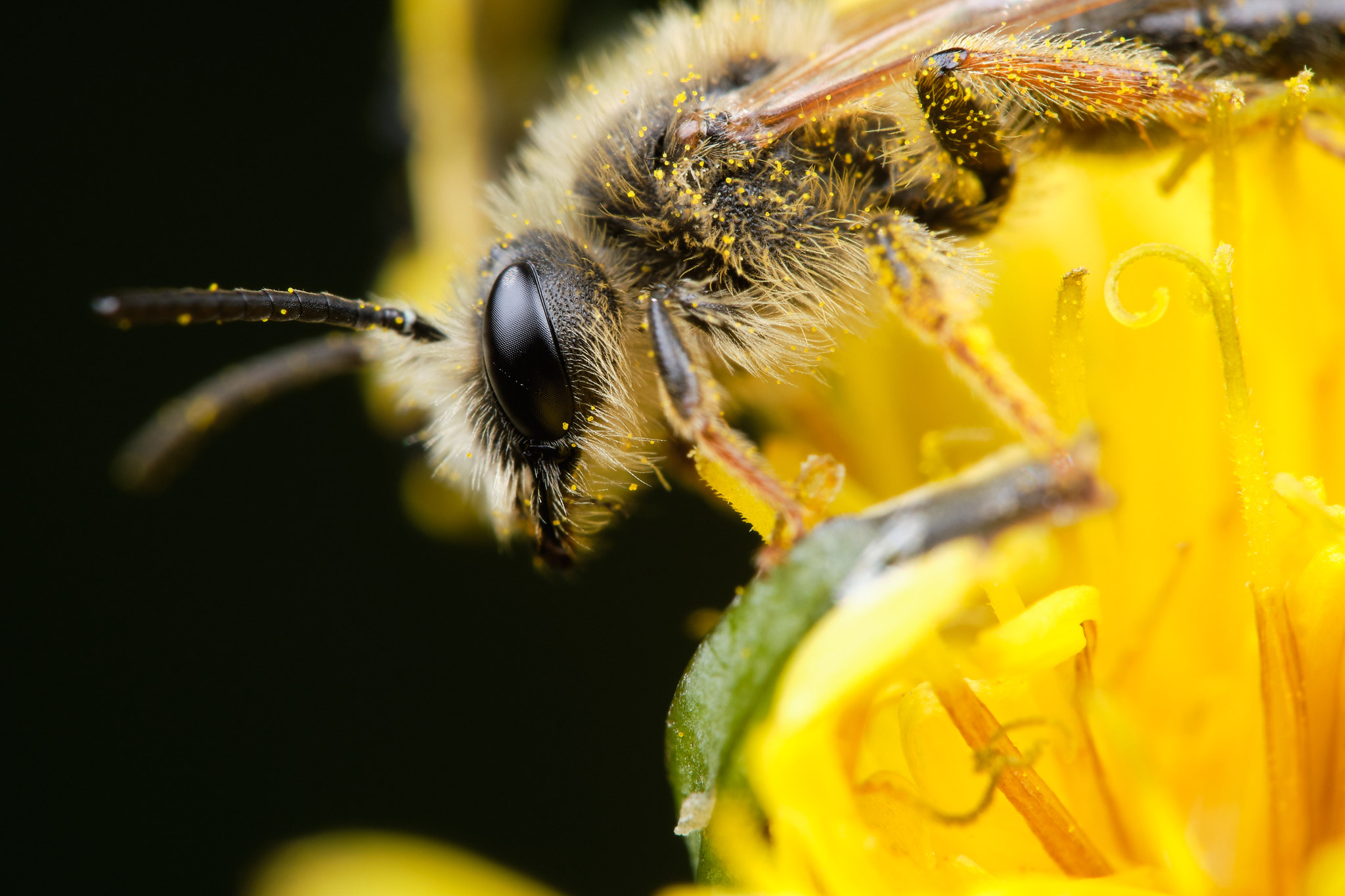 Field macro - My, The photo, Macro, Macro photography, Insects, Longpost