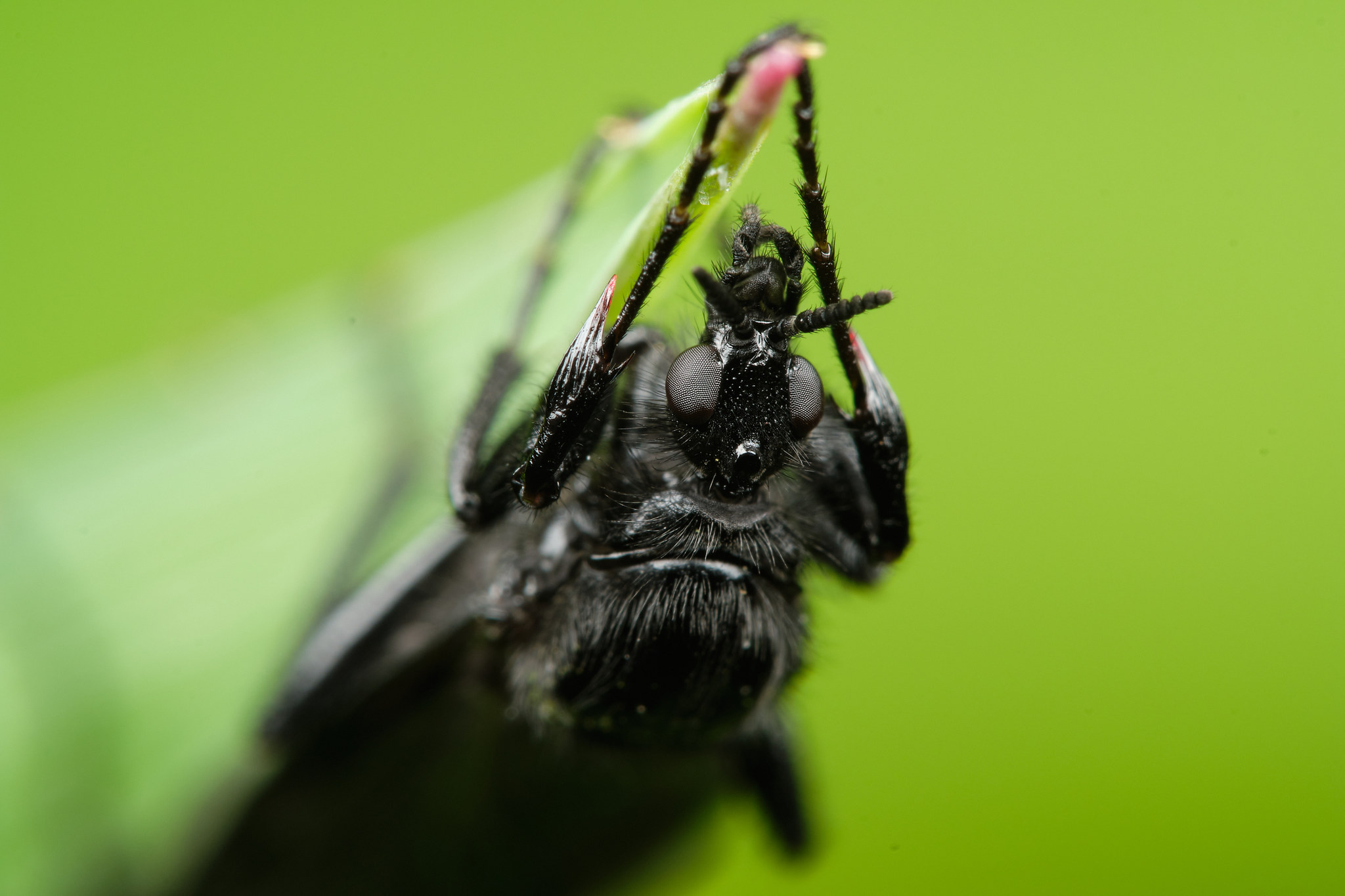 Field macro - My, The photo, Macro, Macro photography, Insects, Longpost