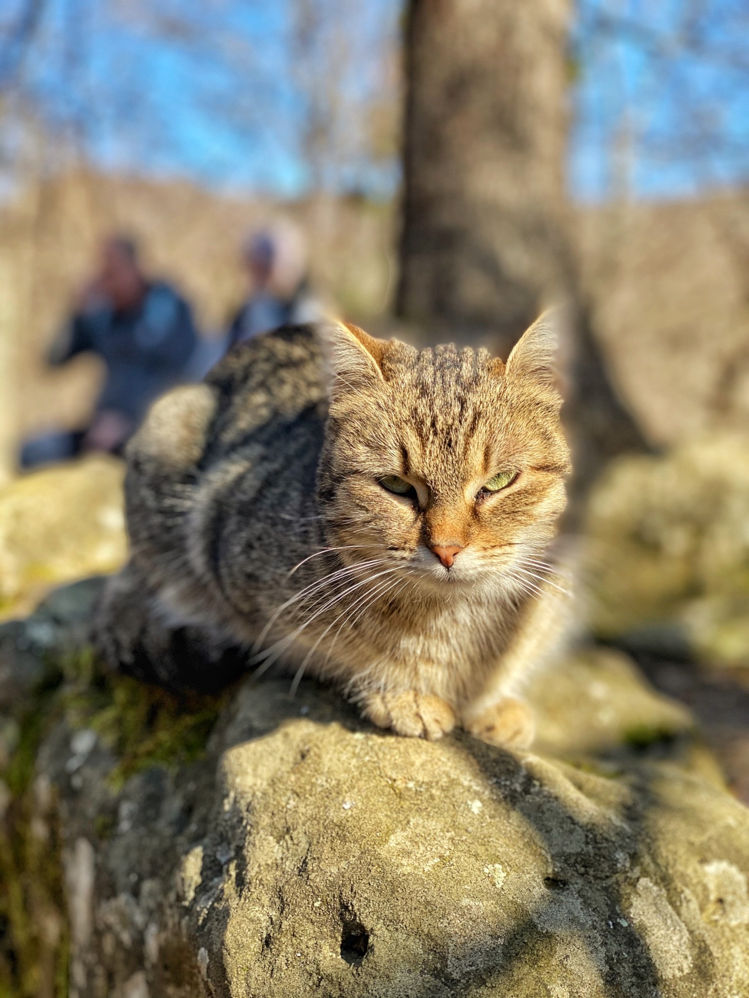 Photos from Weekend XXIV - My, cat, The photo, Mobile photography, Longpost