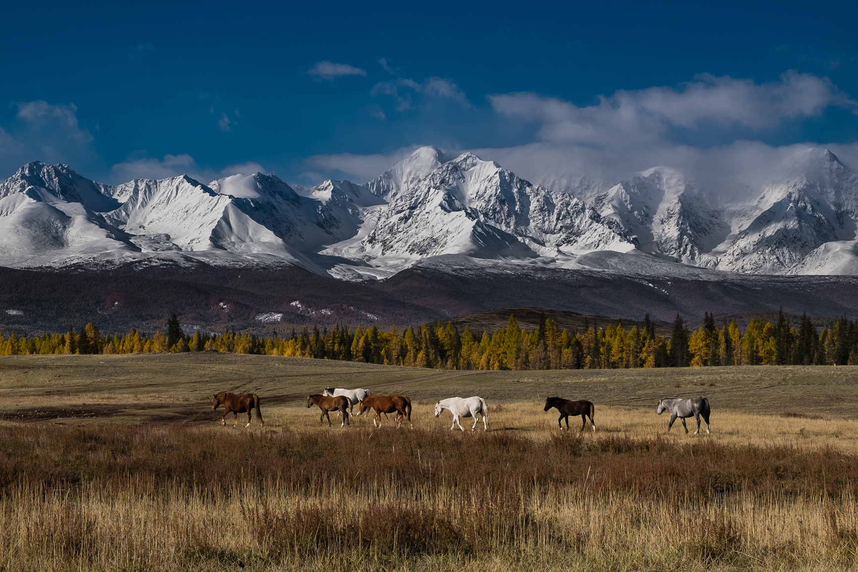 Курайская степь - Моё, Республика Алтай, Сибирь, Природа России, Горы, Природа, Фотография, Пейзаж, Лошади