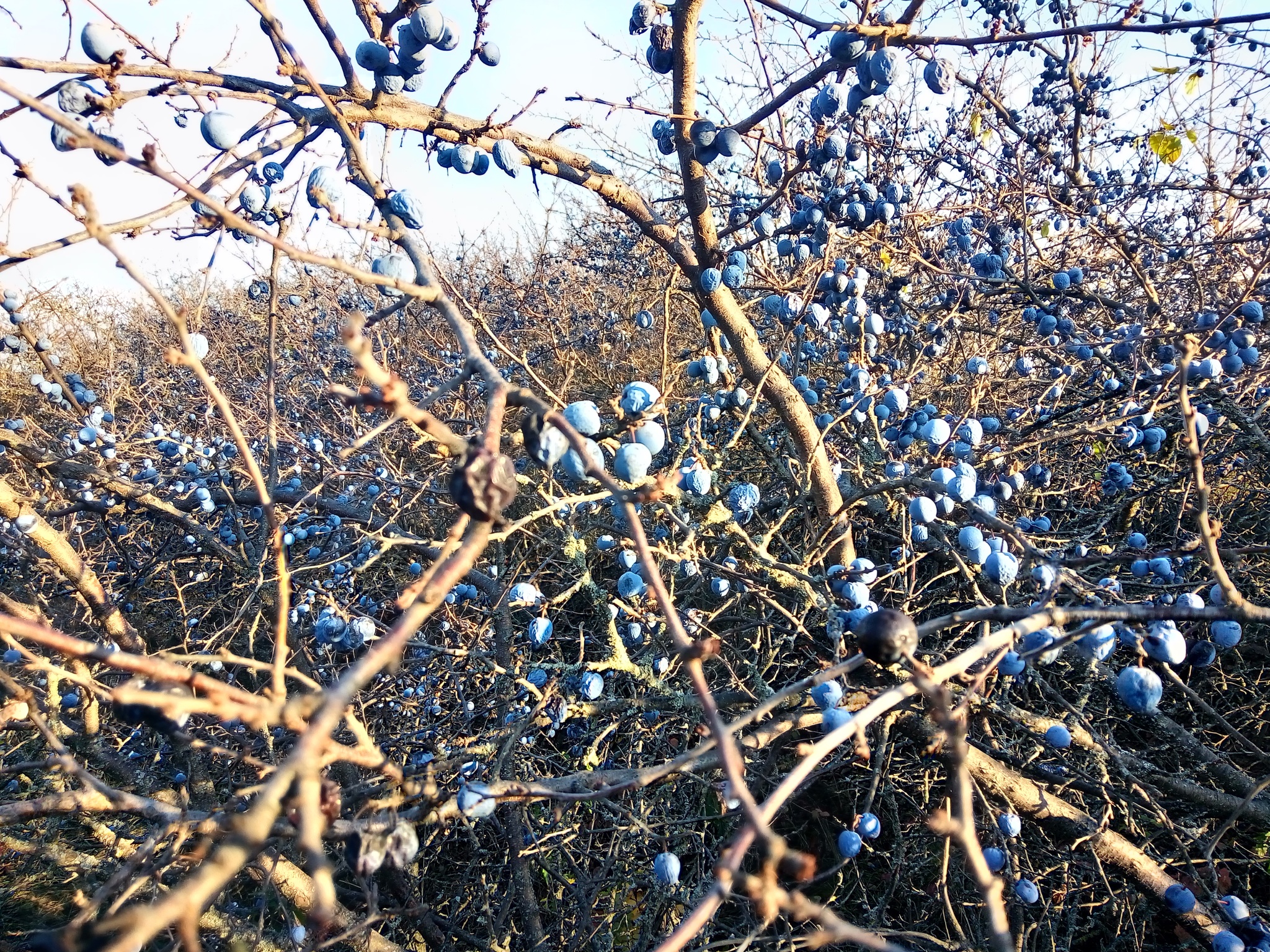 Терновый куст - Моё, Осень, Юг, Тёрн