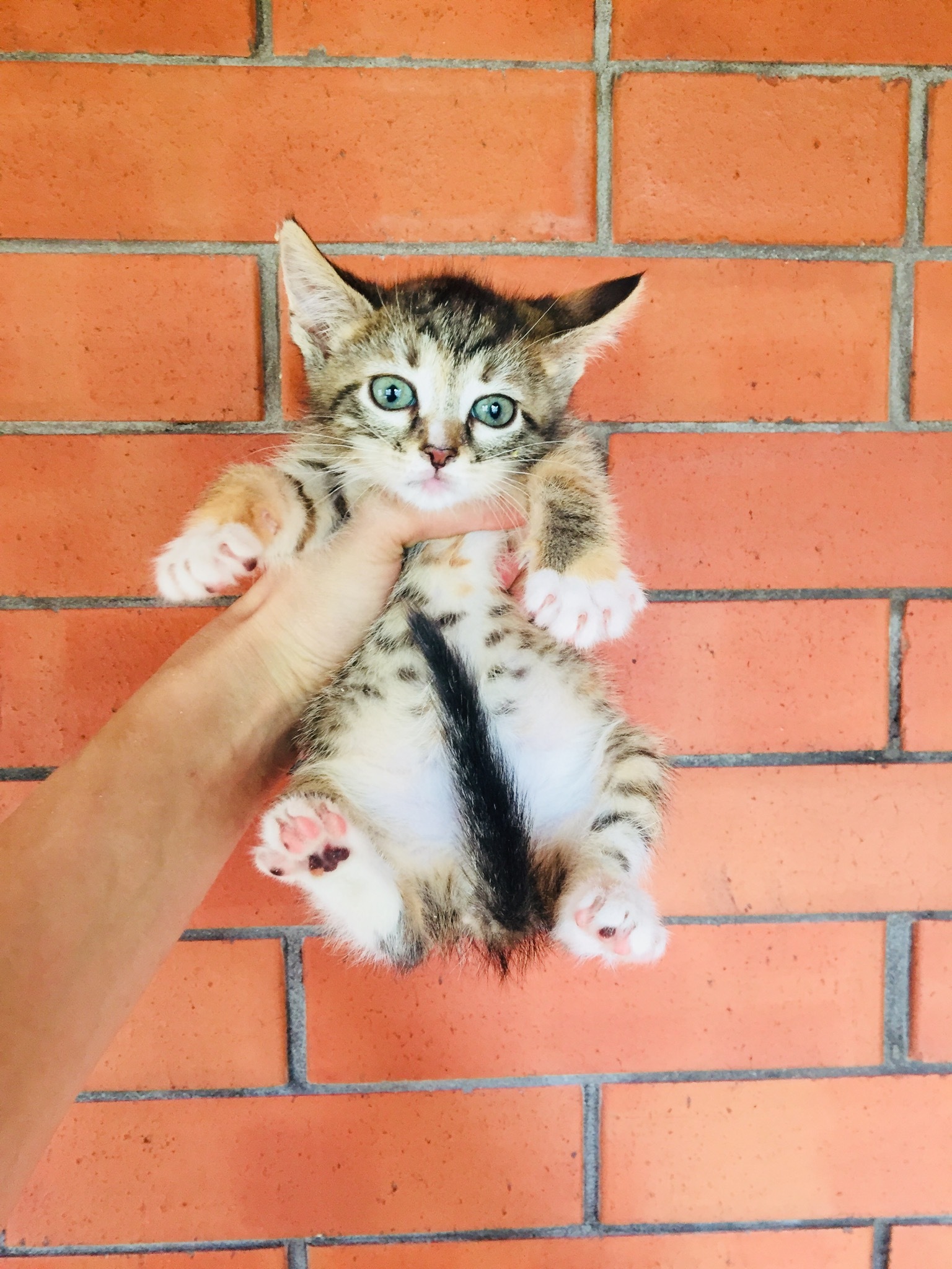 Where's the money, Lebowski?! Kittens are looking for their home, additional photos. St. Petersburg and Leningrad region - My, cat, Kittens, No rating, In good hands, Saint Petersburg, Leningrad region, Longpost