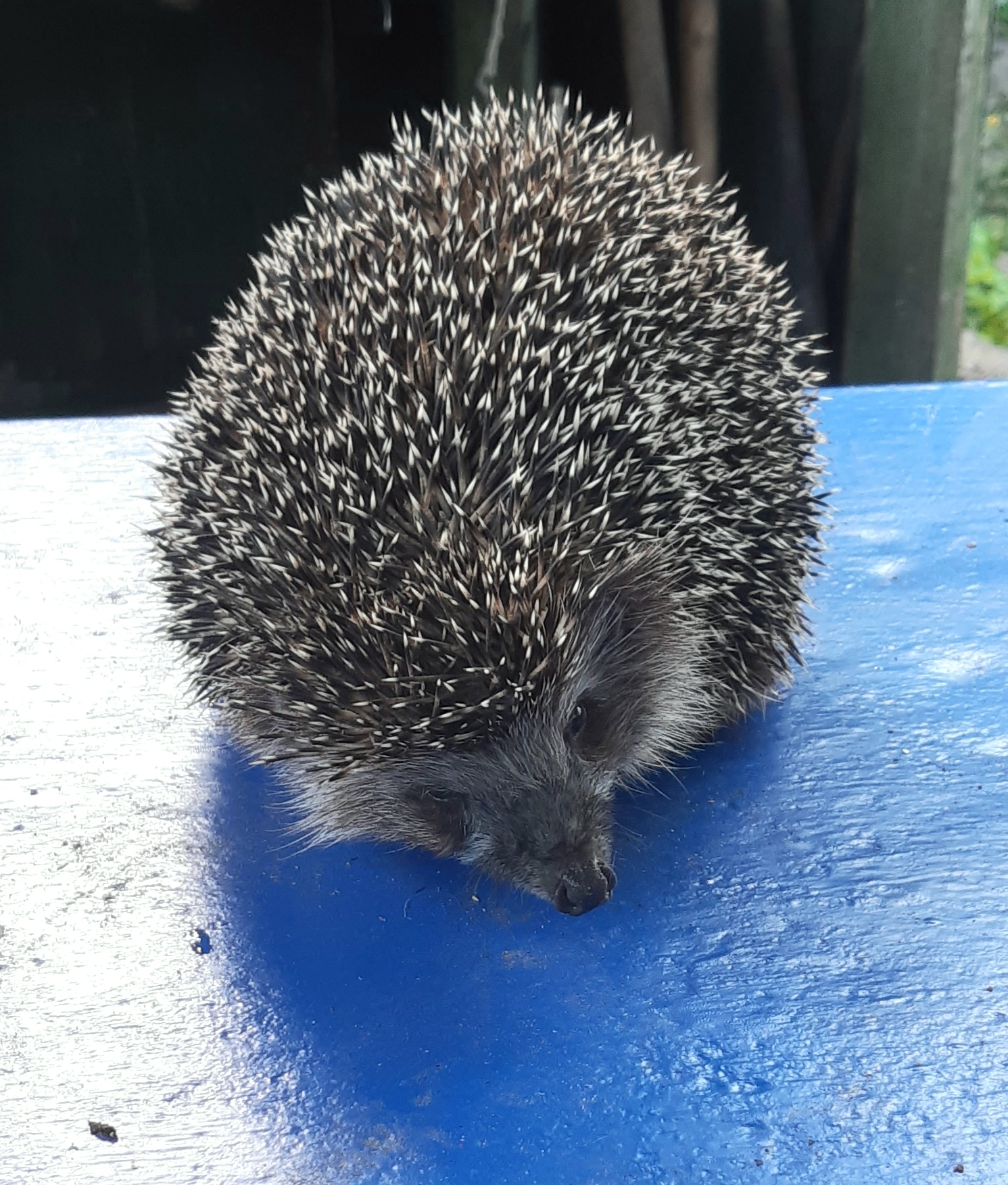 Hedgehog - My, Photo on sneaker, Mobile photography, Hedgehog, Wild animals, Video, Longpost