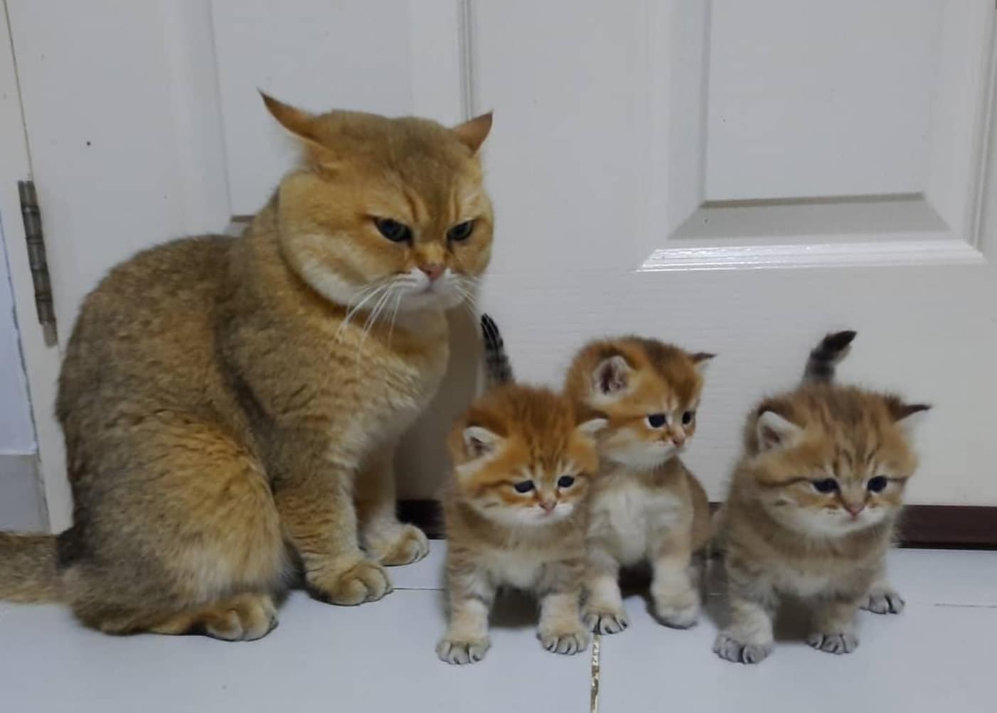 Don't you dare talk to me and my kids - cat, Kittens