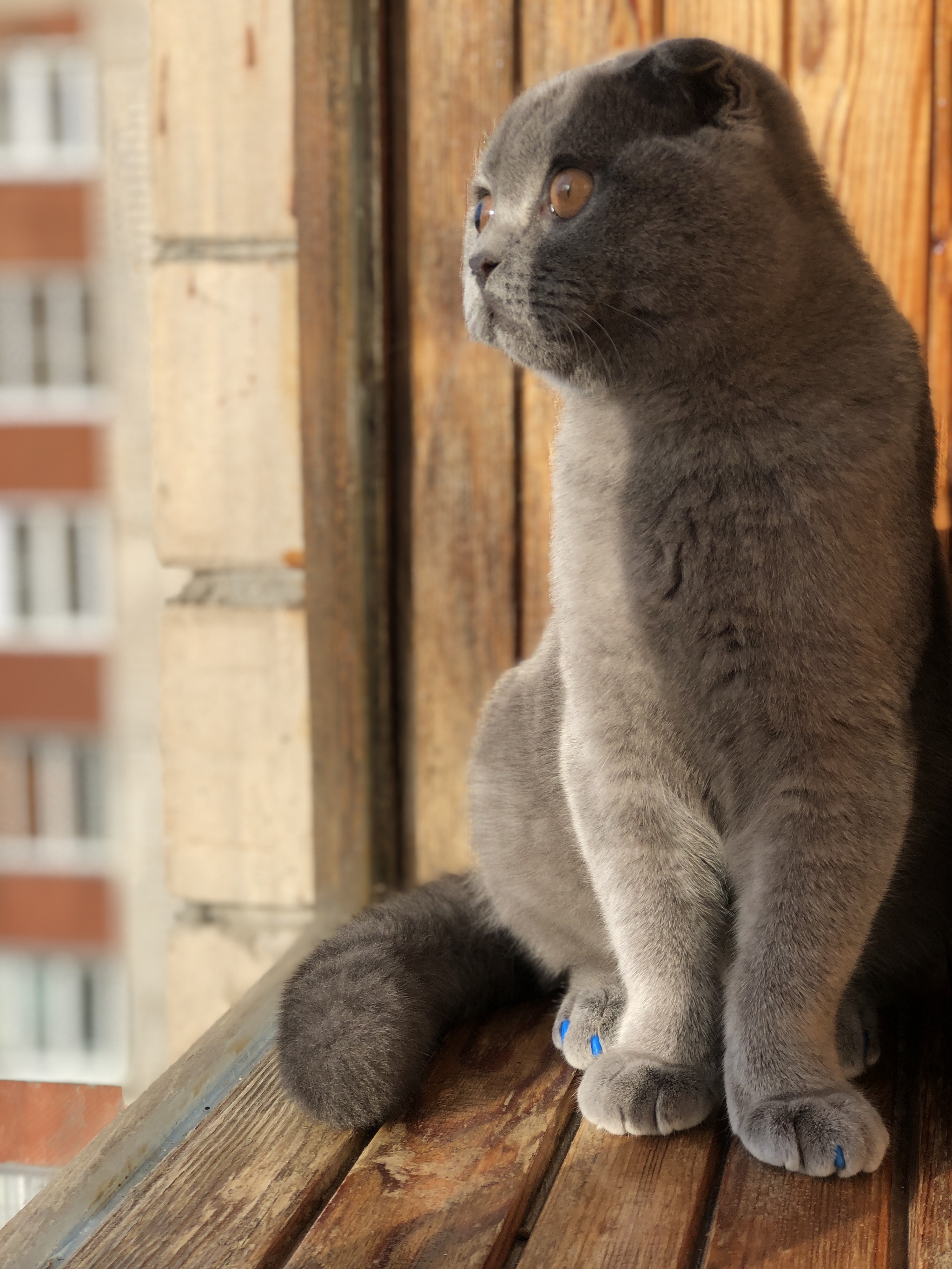 The cat is at the window. Lyrical reflections - My, cat, Scottish lop-eared, Video, Lyrics, Author's story, Longpost