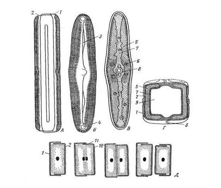 Diatom shell - The science, Unicellular, Diatoms, Copy-paste, Elementy ru, Biology, Video, Longpost