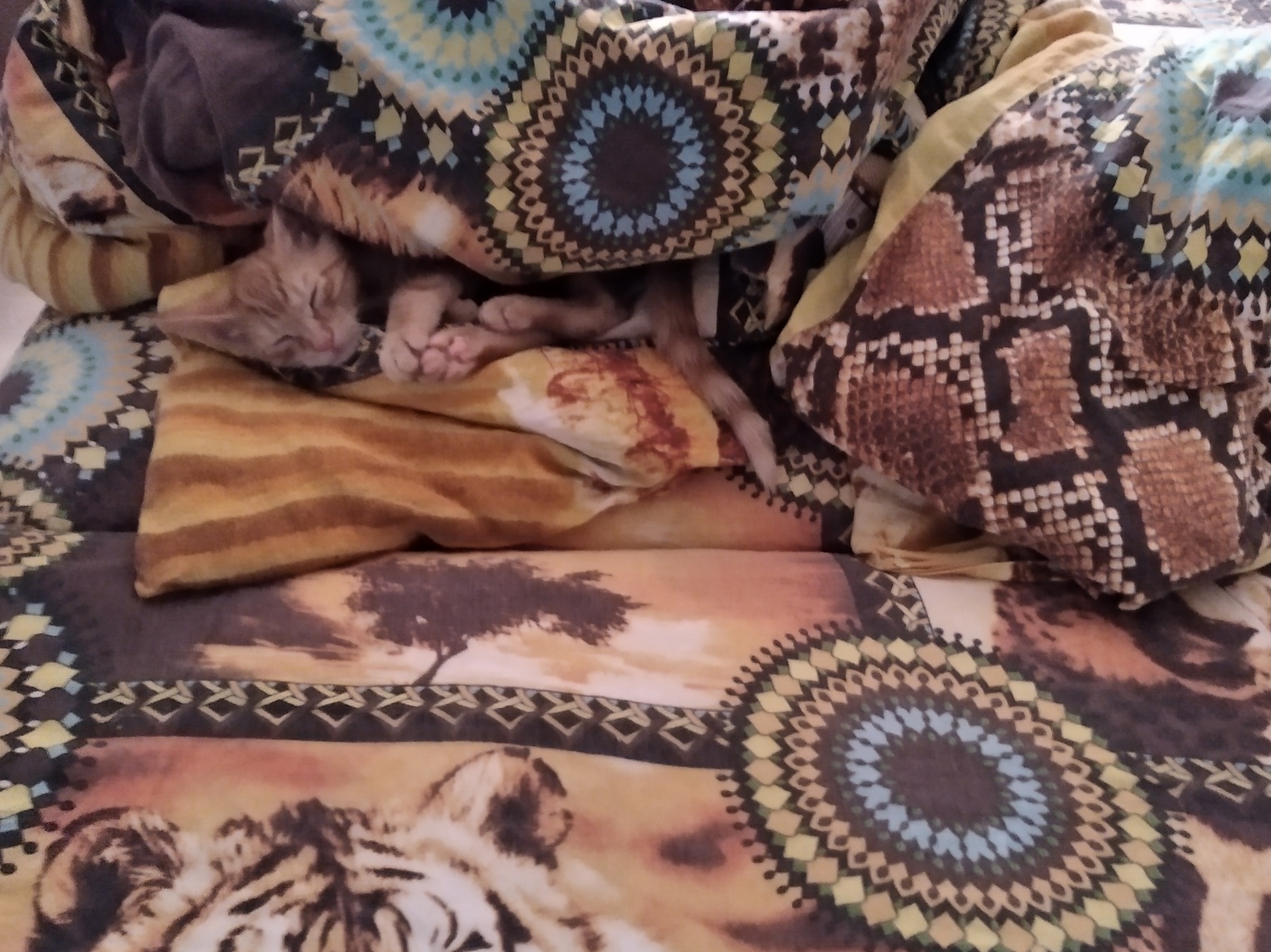 Find the cat - My, cat, Animals