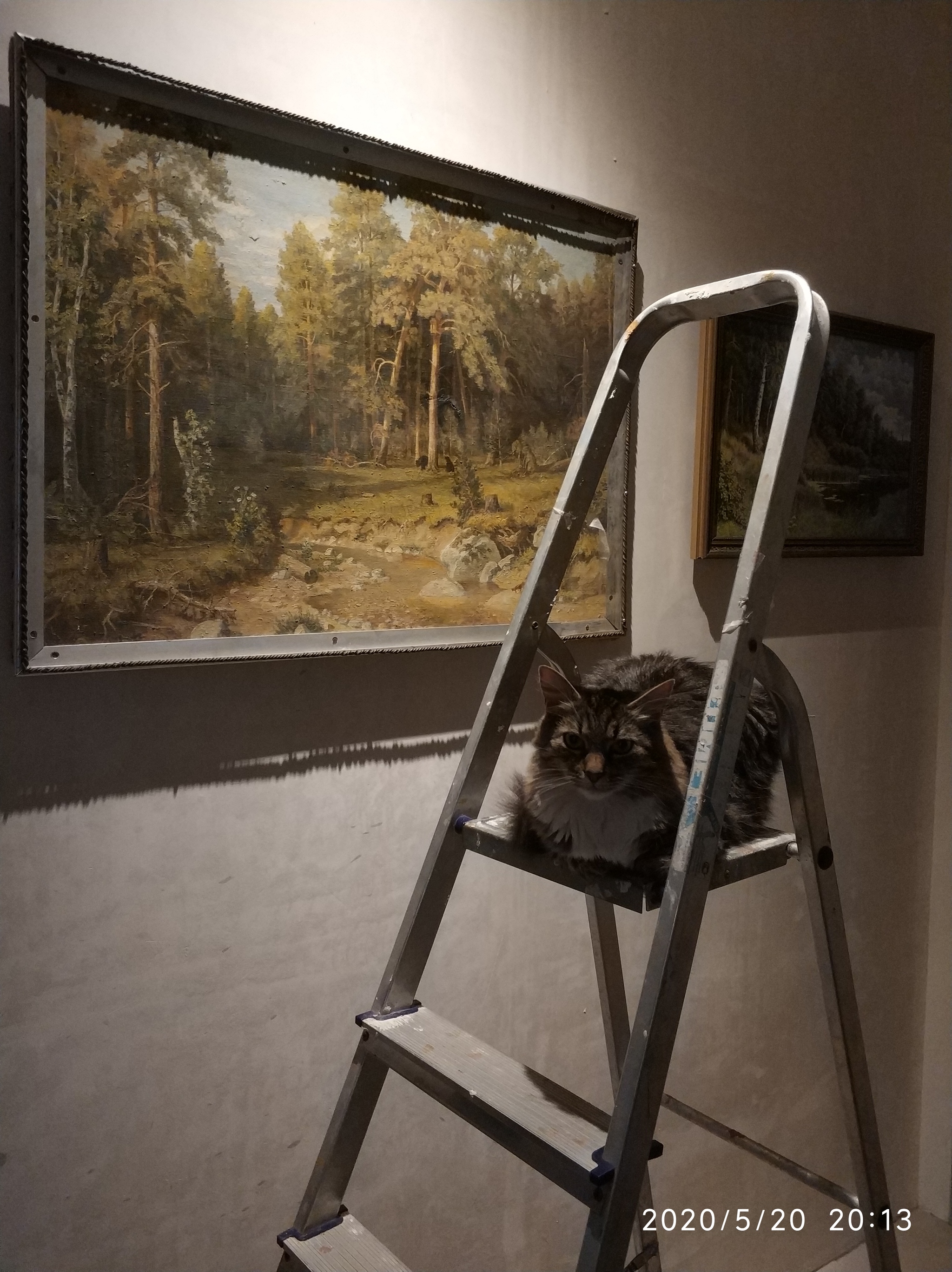 Gallery Keeper - My, cat, Custodian, Gallery, Pets