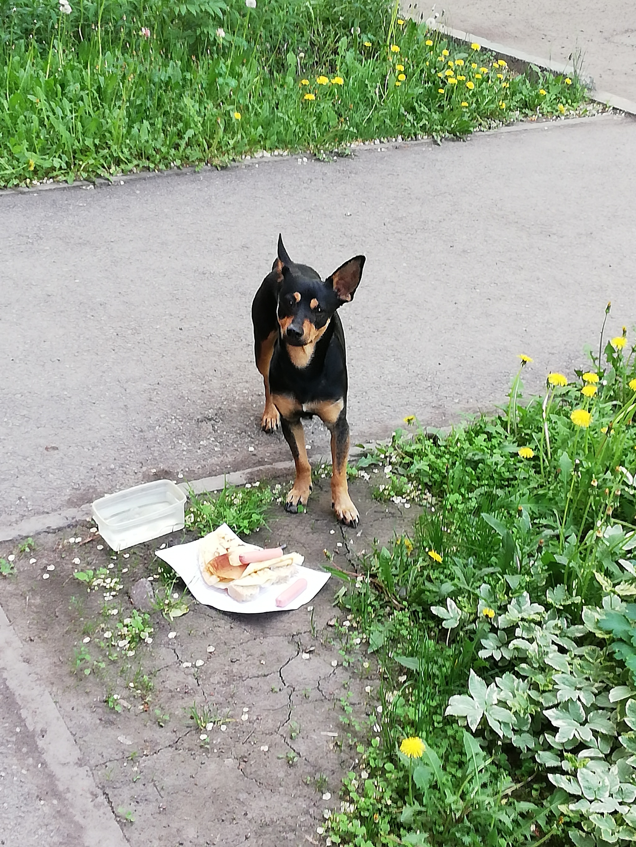 Help me find the owner. Novokuznetsk - My, Lost, Dog, Novokuznetsk, No rating