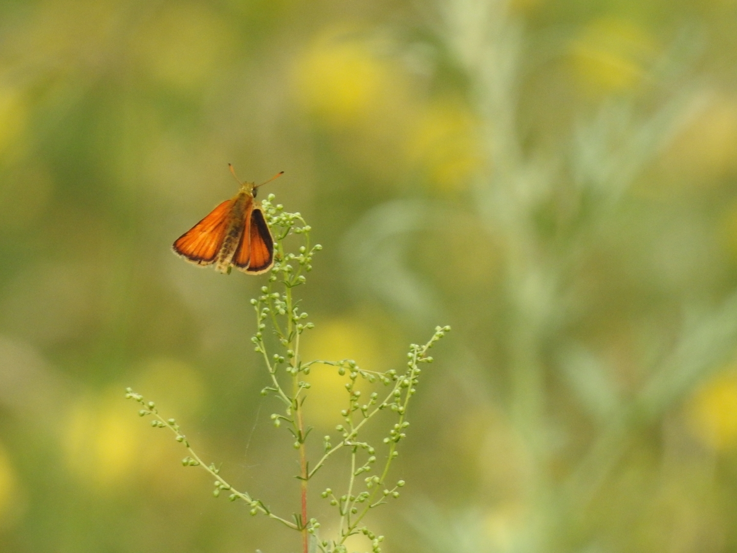 Soon... - My, The photo, Nikon p900, Summer, Longpost, Nature