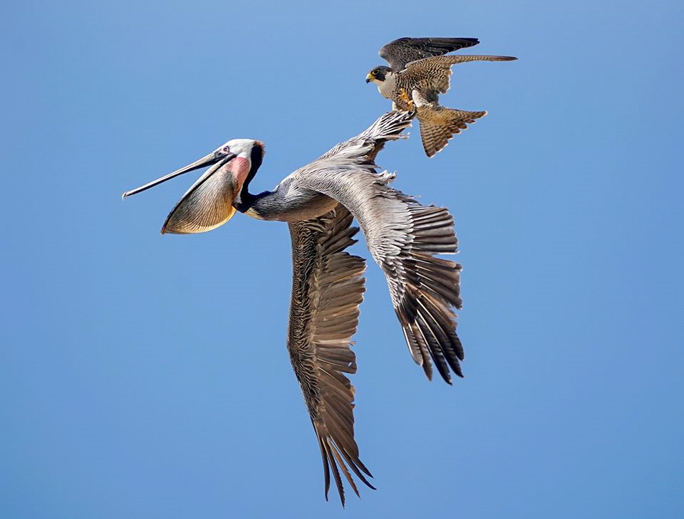 Aggressive neighbor - The science, Ornithology, Birds, Copy-paste, Elementy ru, Video, Longpost