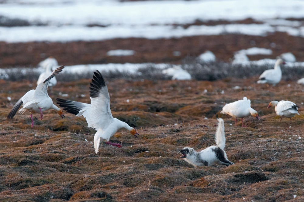 Aggressive neighbor - The science, Ornithology, Birds, Copy-paste, Elementy ru, Video, Longpost