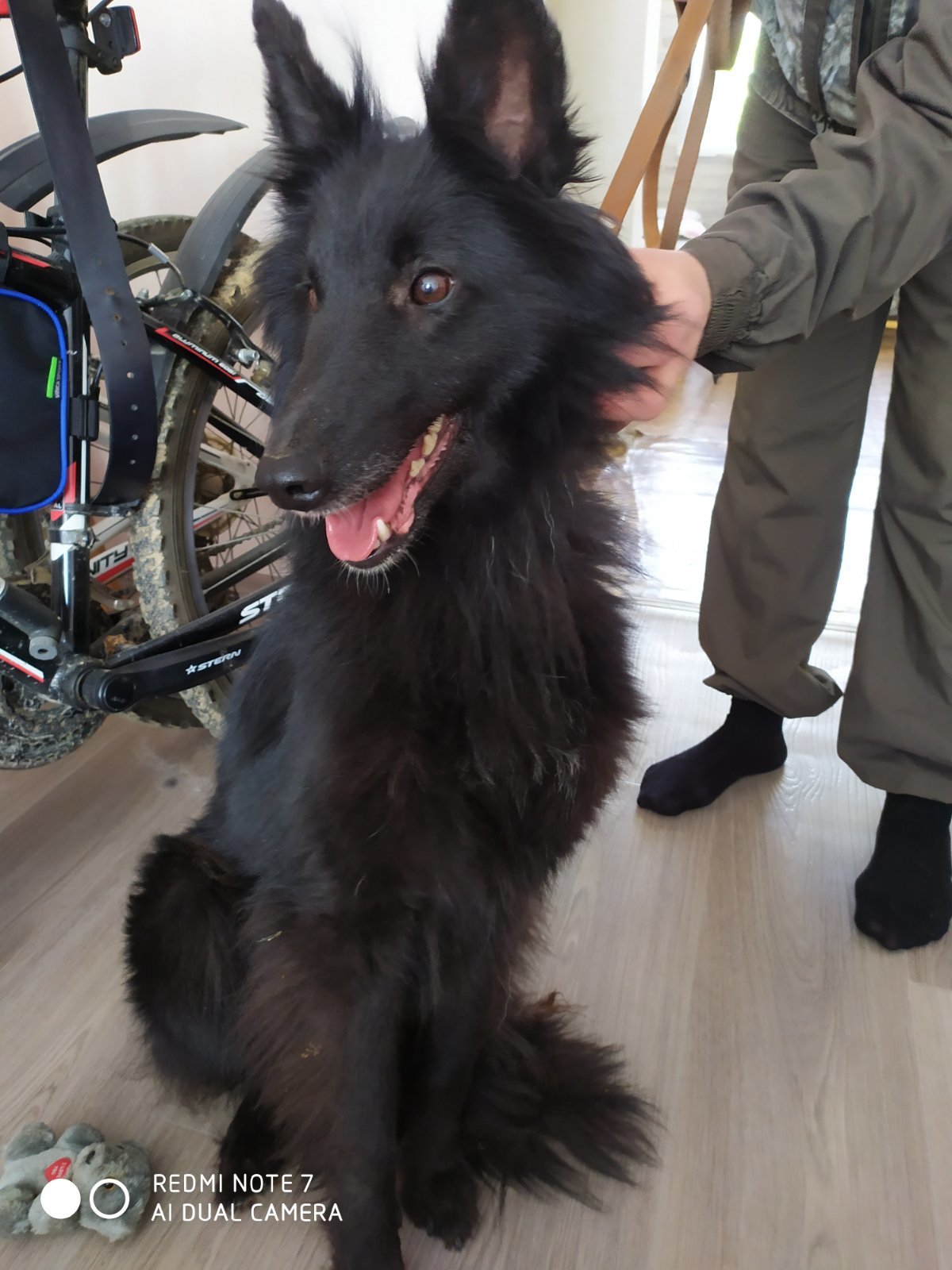 The dog was found. Sysert - Foundling, The dog is missing, Dog, Longpost, No rating, Found a dog, In good hands, Sverdlovsk region, Sysert