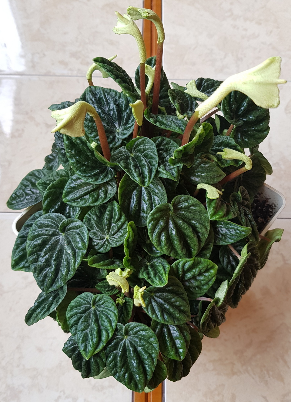 My peperomia sends me - My, Peperomia, Bloom, Flowers, Plants, Longpost