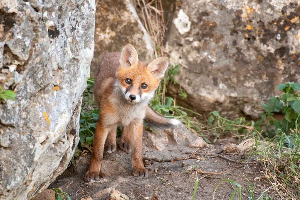 Wildlife of Crimea - Nature, Crimea, Fox, Video, Longpost, Animals, Fox cubs