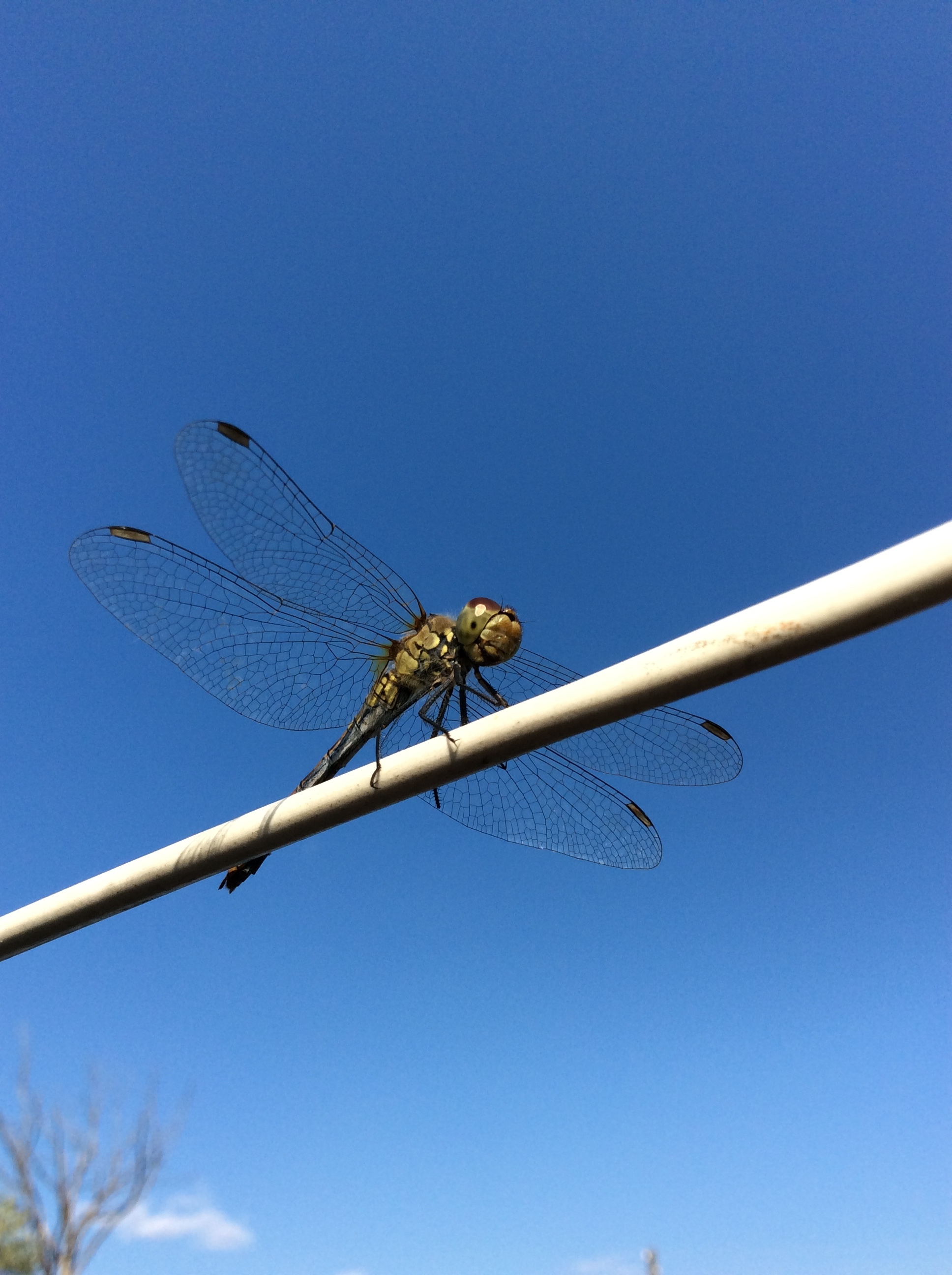 What beautiful photos of dragonflies I captured! - My, Dragonfly, Dragonfly wings, Photo of a dragonfly, Insects, Wings, Longpost