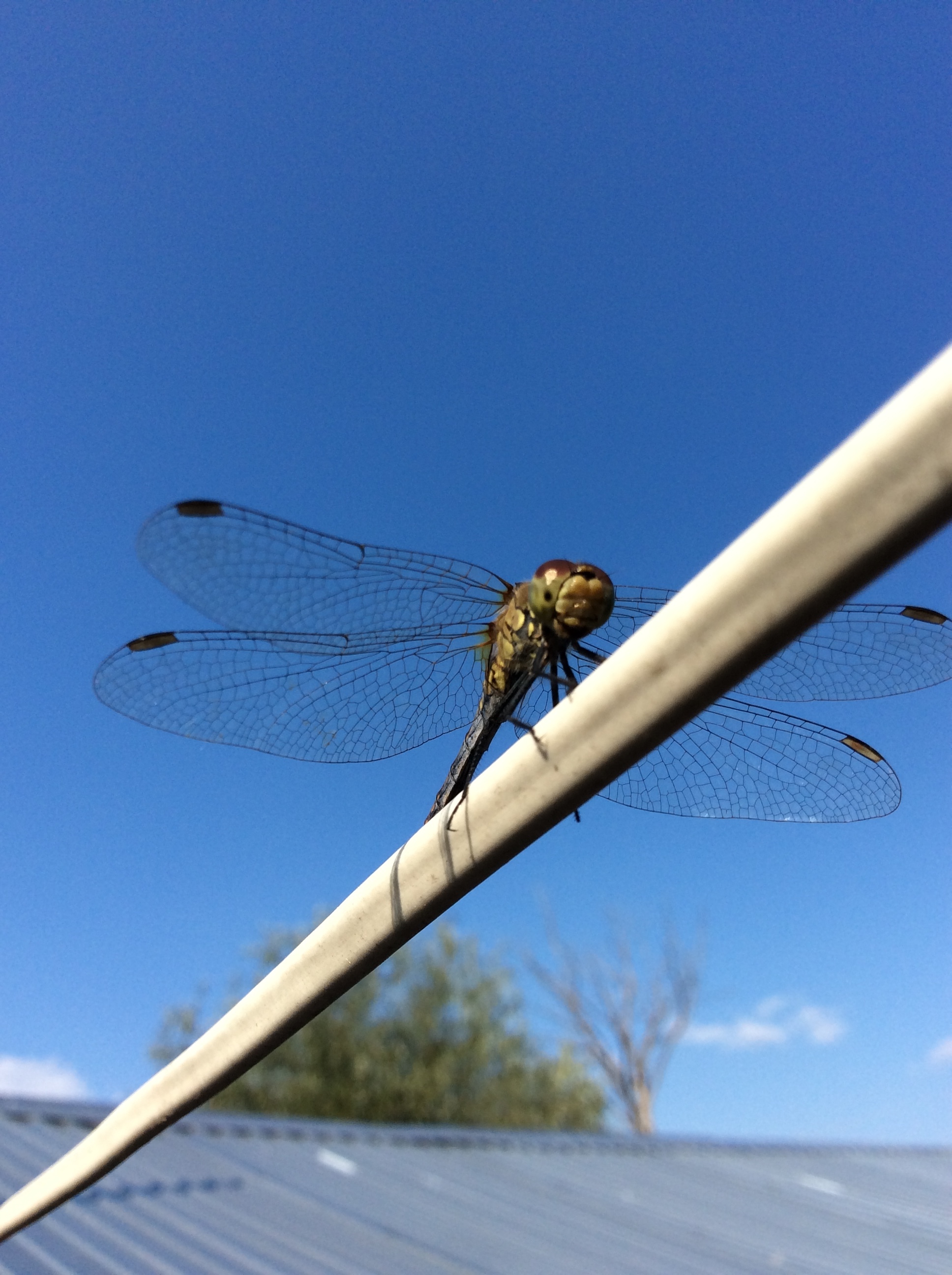 What beautiful photos of dragonflies I captured! - My, Dragonfly, Dragonfly wings, Photo of a dragonfly, Insects, Wings, Longpost