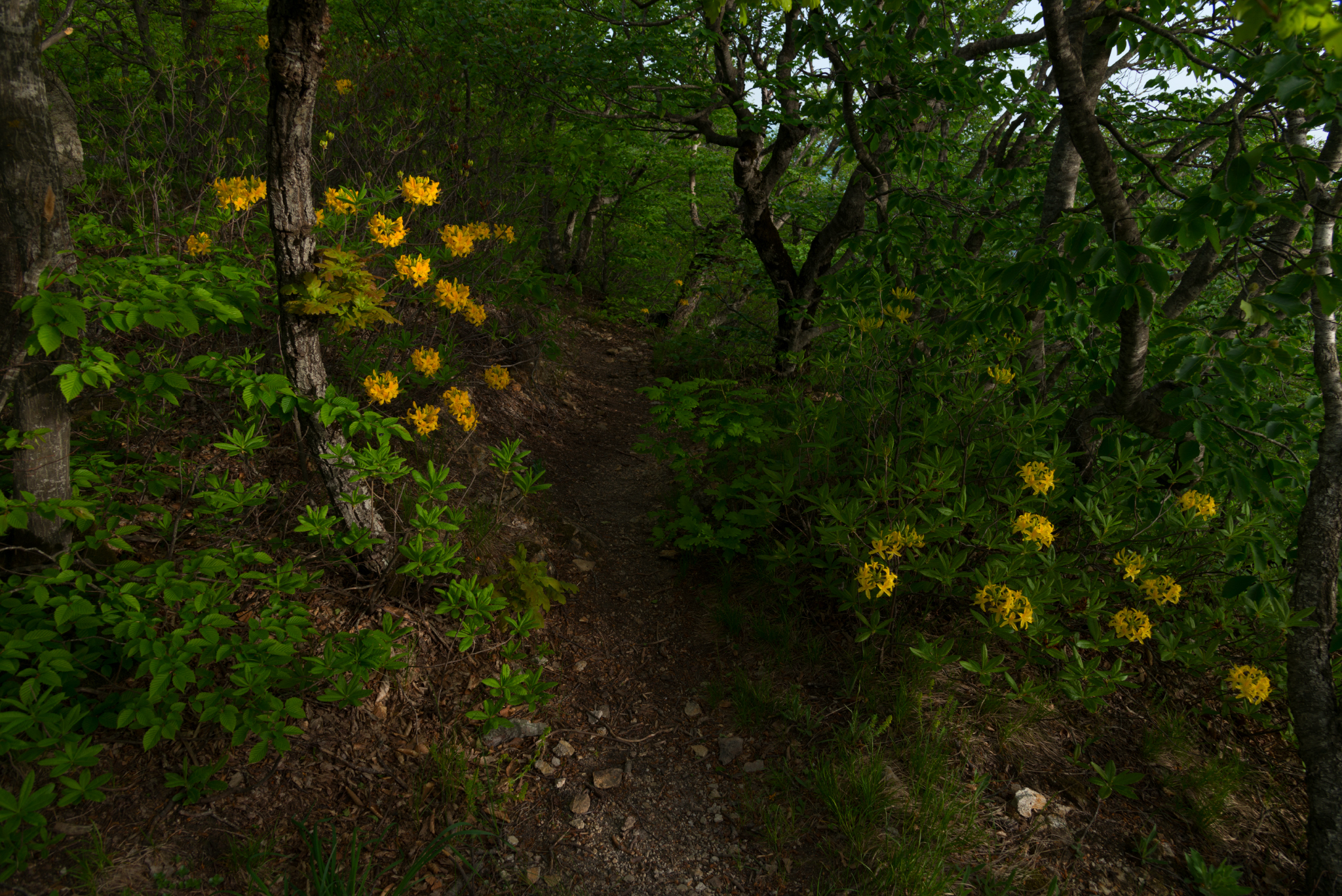 Yellow Caucasian rhododendron (Azalea pontica) blooms - My, Rhododendron, May, Beshtau Nature Reserve, Beshtau, Bloom, Longpost