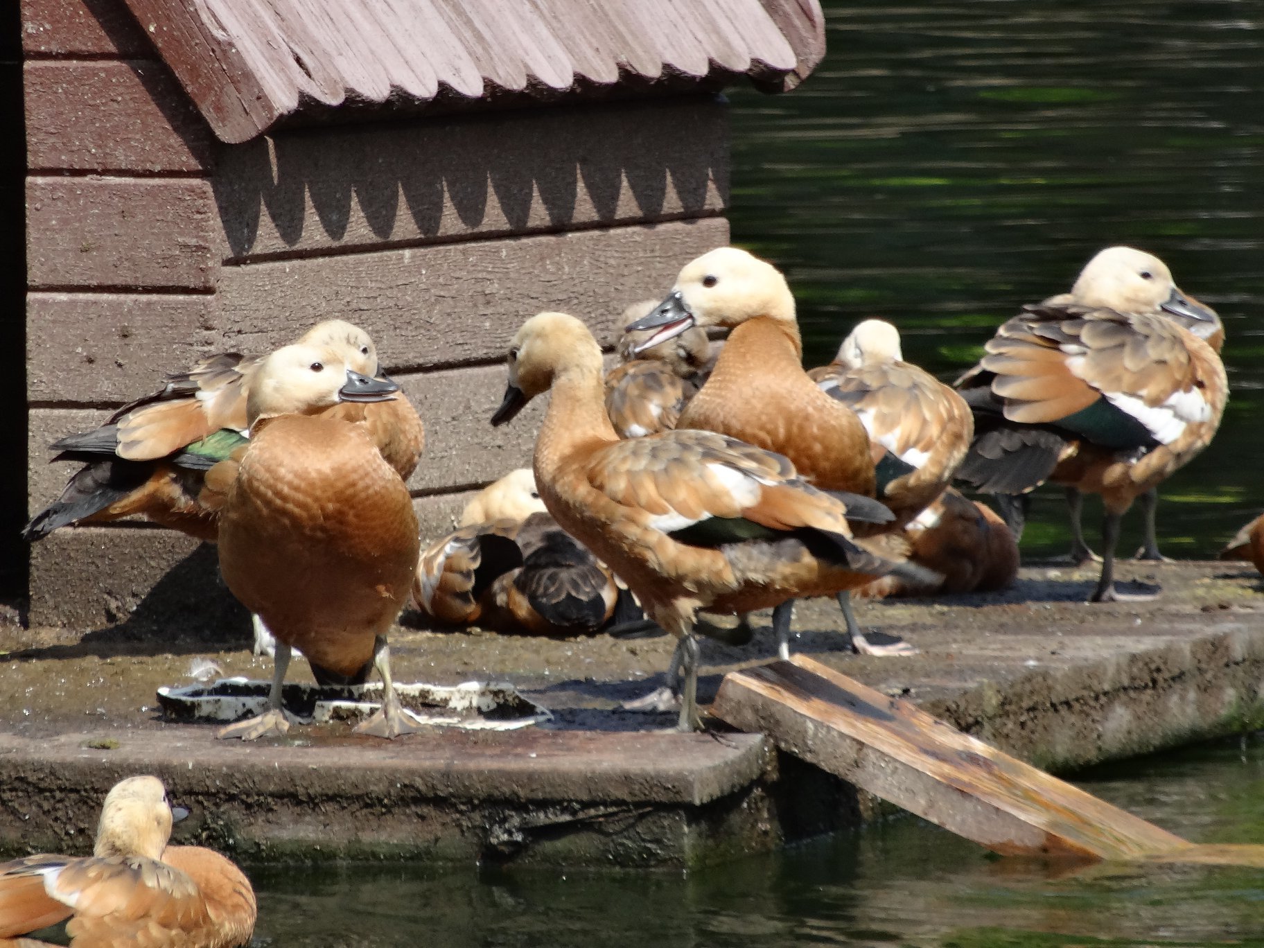 Tragedy in Goncharovsky Park - My, Moscow, Animal Rescue, Ducklings, Deputies, Officials, Birds, Negative, Longpost