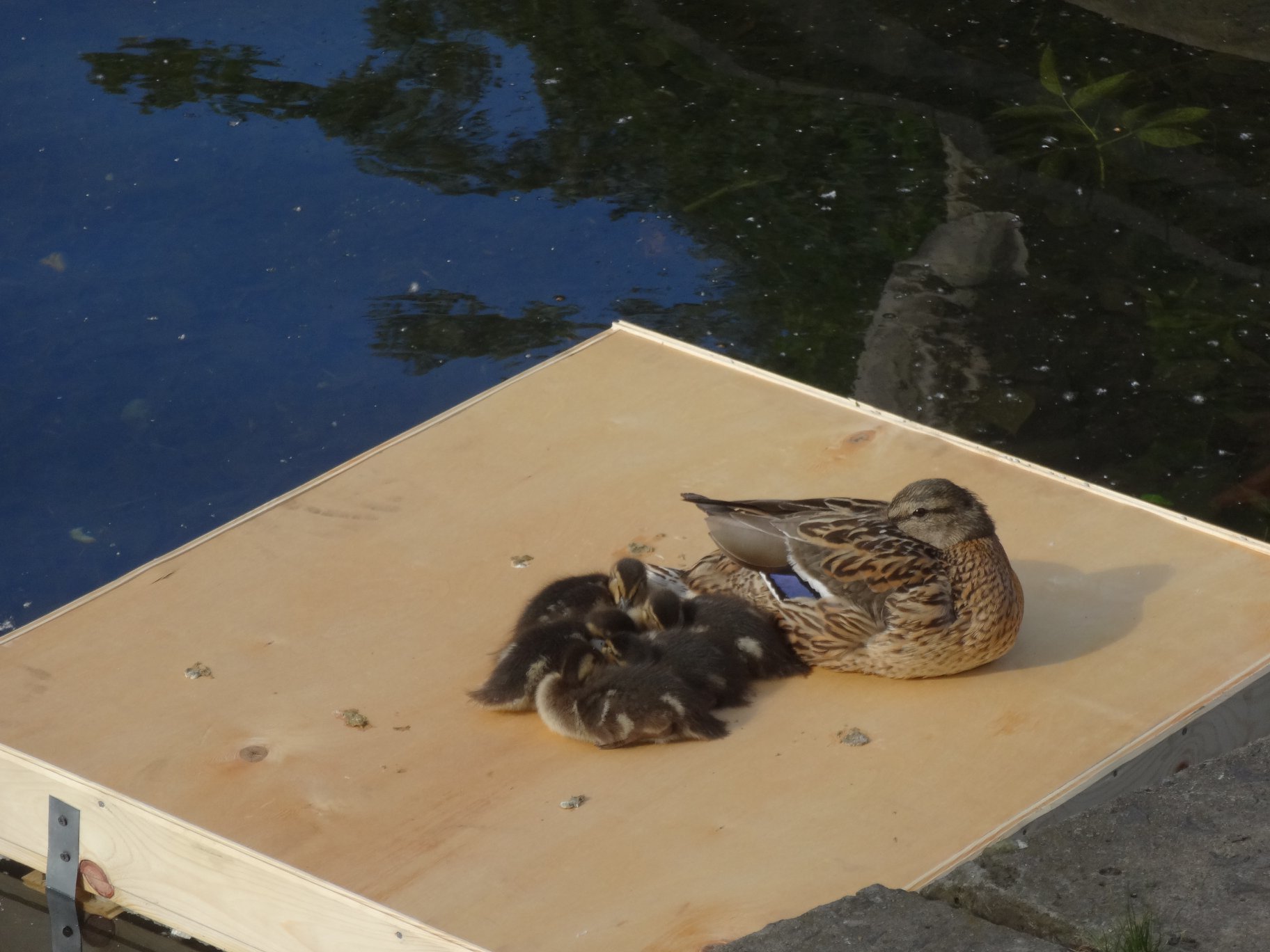 Tragedy in Goncharovsky Park - My, Moscow, Animal Rescue, Ducklings, Deputies, Officials, Birds, Negative, Longpost