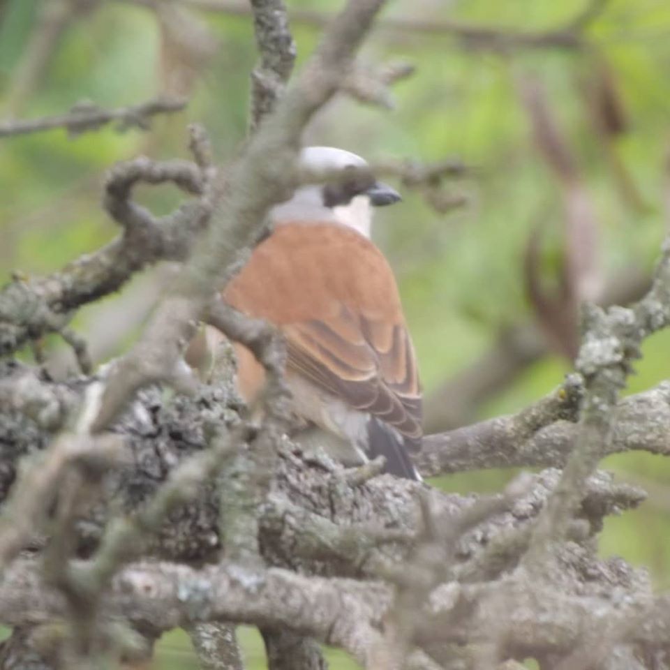 Shrike - My, The photo, Birds, Shrike, Longpost