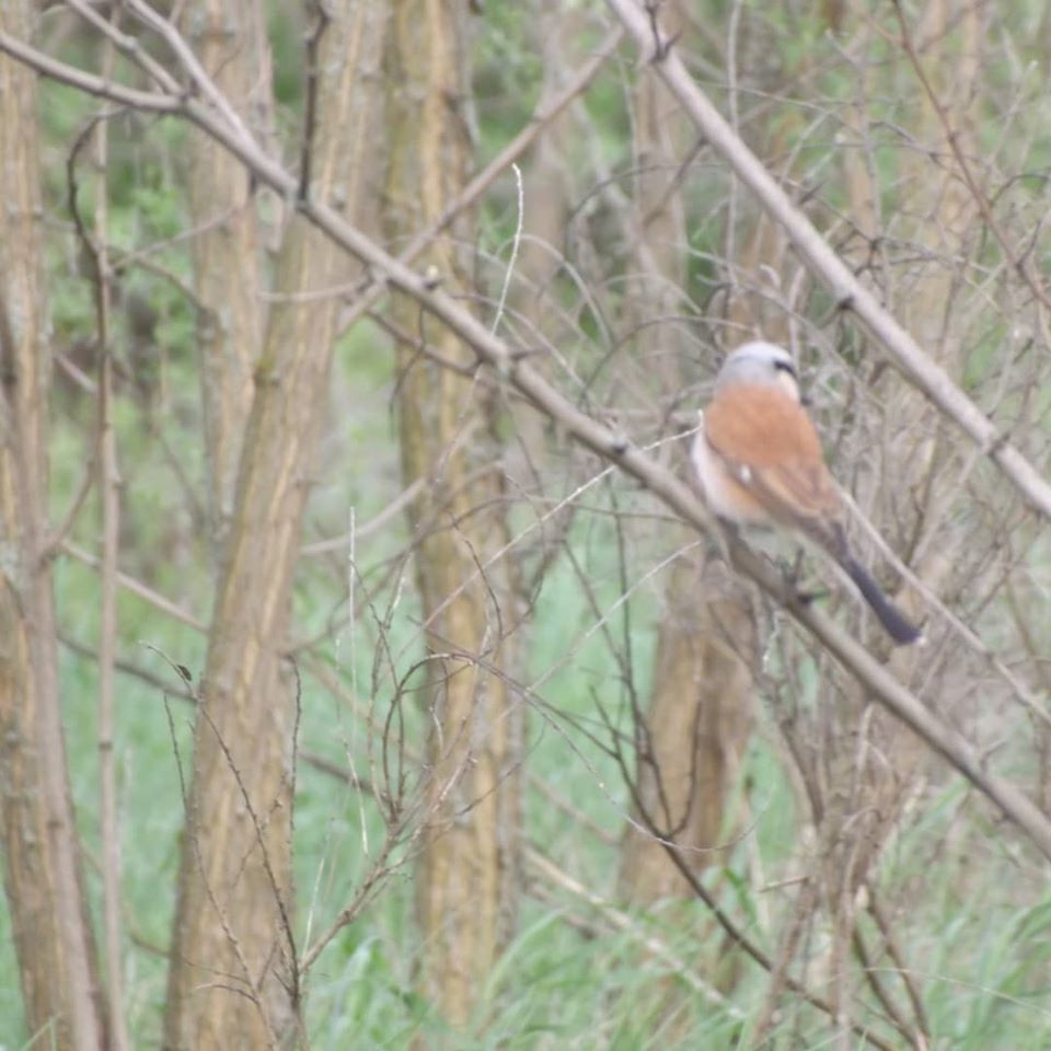 Shrike - My, The photo, Birds, Shrike, Longpost