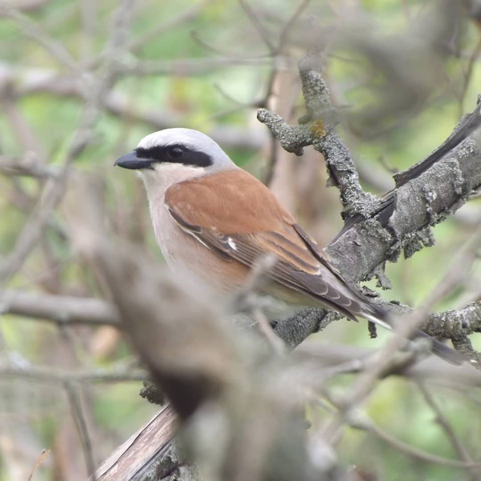 Shrike - My, The photo, Birds, Shrike, Longpost