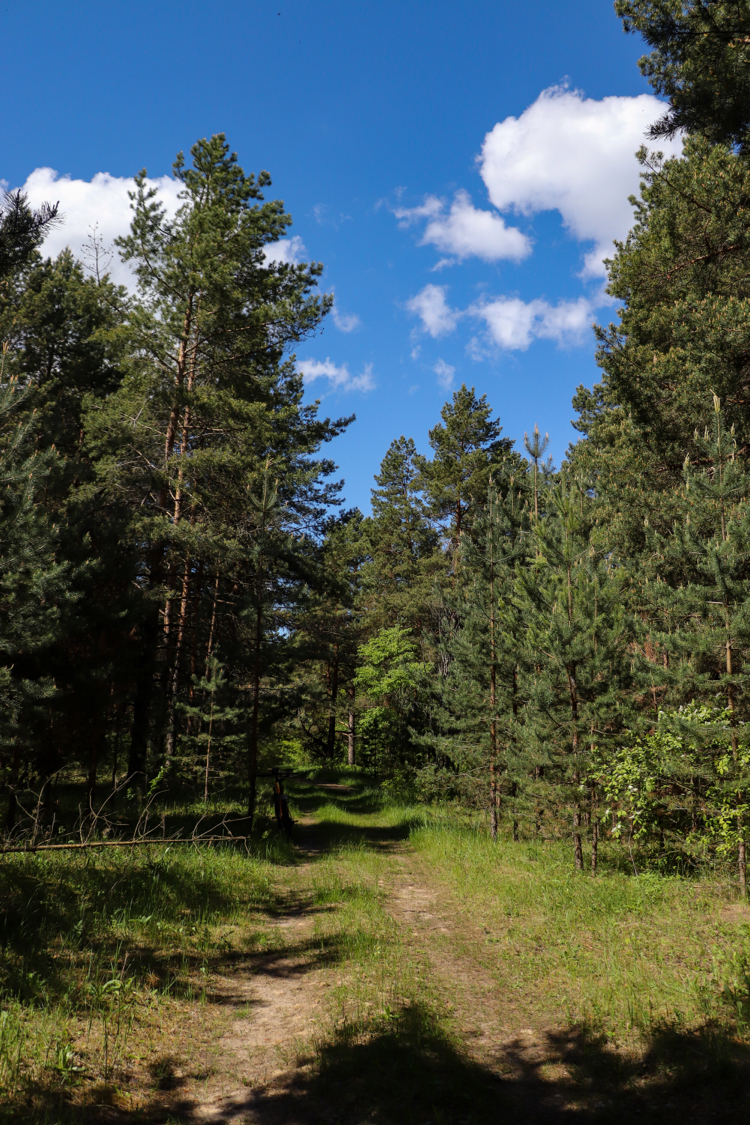 Bicycle-landscape - My, The photo, Nature, A bike, Landscape, Canon 800D, Plants, Insects, Longpost