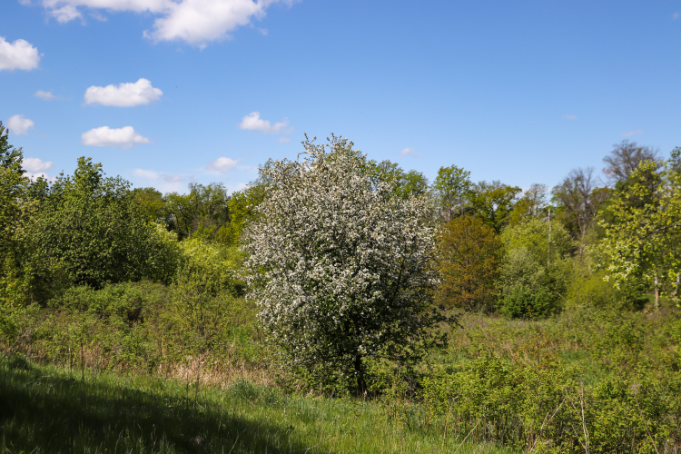 Bicycle-landscape - My, The photo, Nature, A bike, Landscape, Canon 800D, Plants, Insects, Longpost