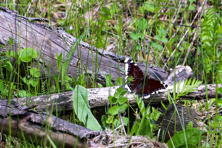 Велосипедно-пейзажное - Моё, Фотография, Природа, Велосипед, Пейзаж, Canon 800D, Растения, Насекомые, Длиннопост