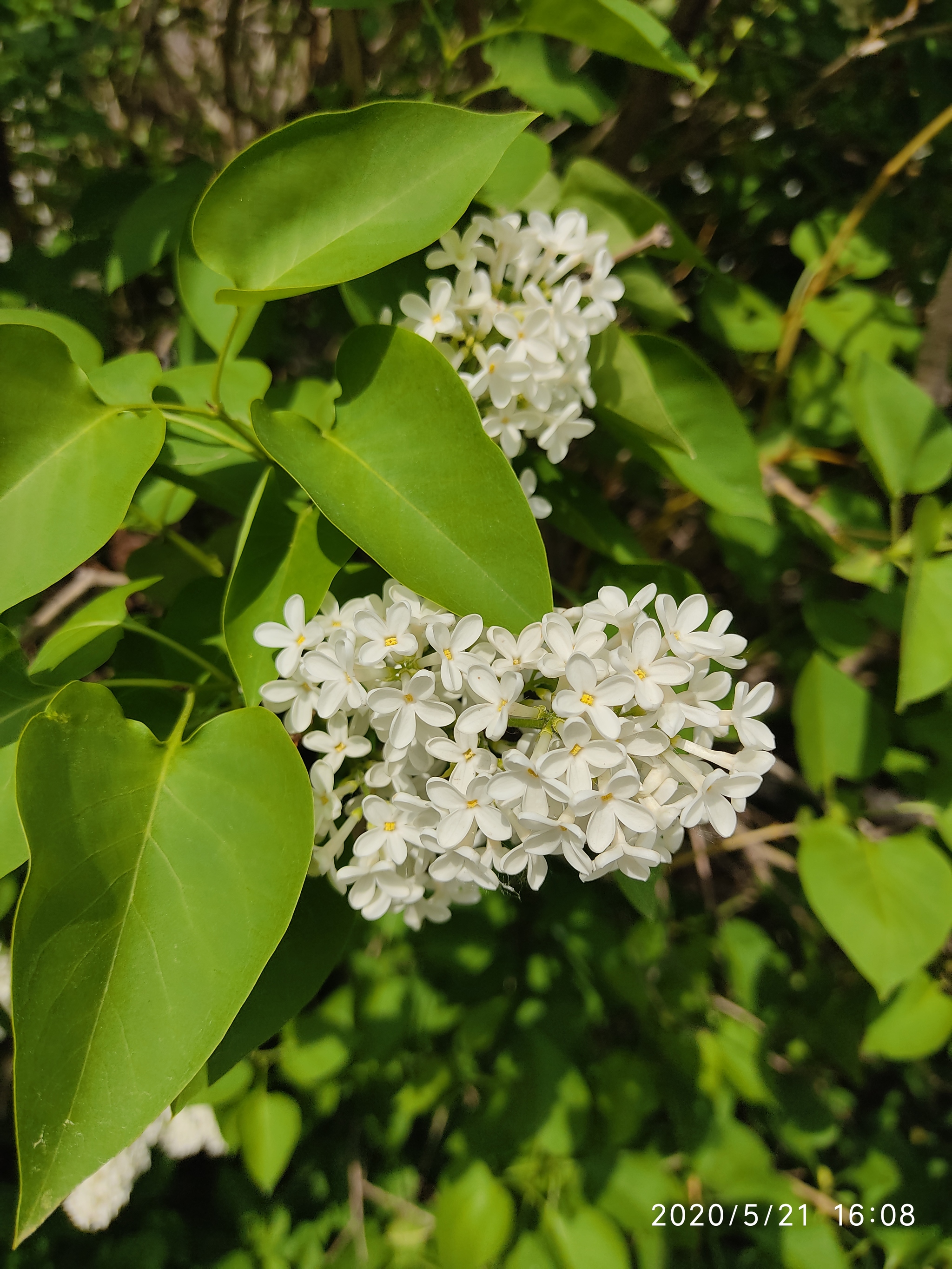 It's a pity that they bloom once a year - My, Flowers, Spring, Mobile photography, Longpost