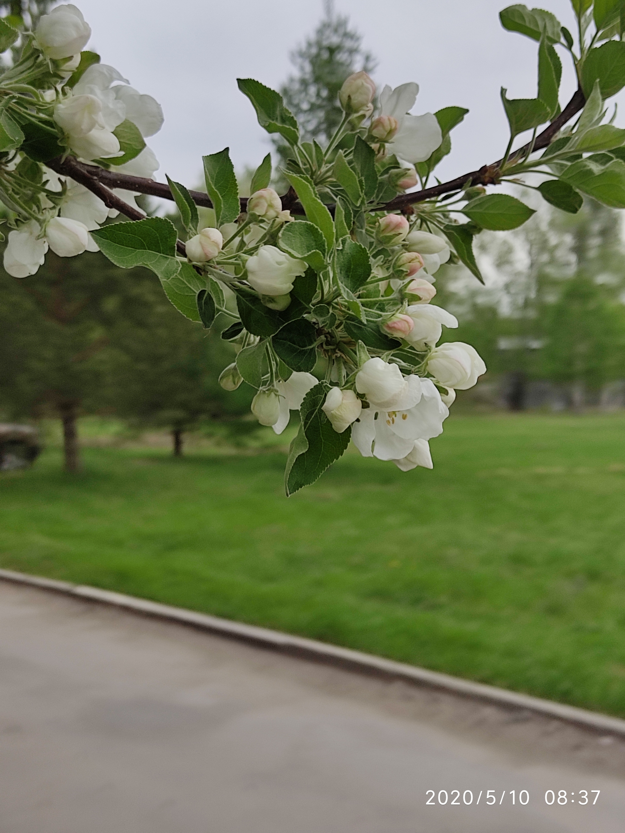 It's a pity that they bloom once a year - My, Flowers, Spring, Mobile photography, Longpost