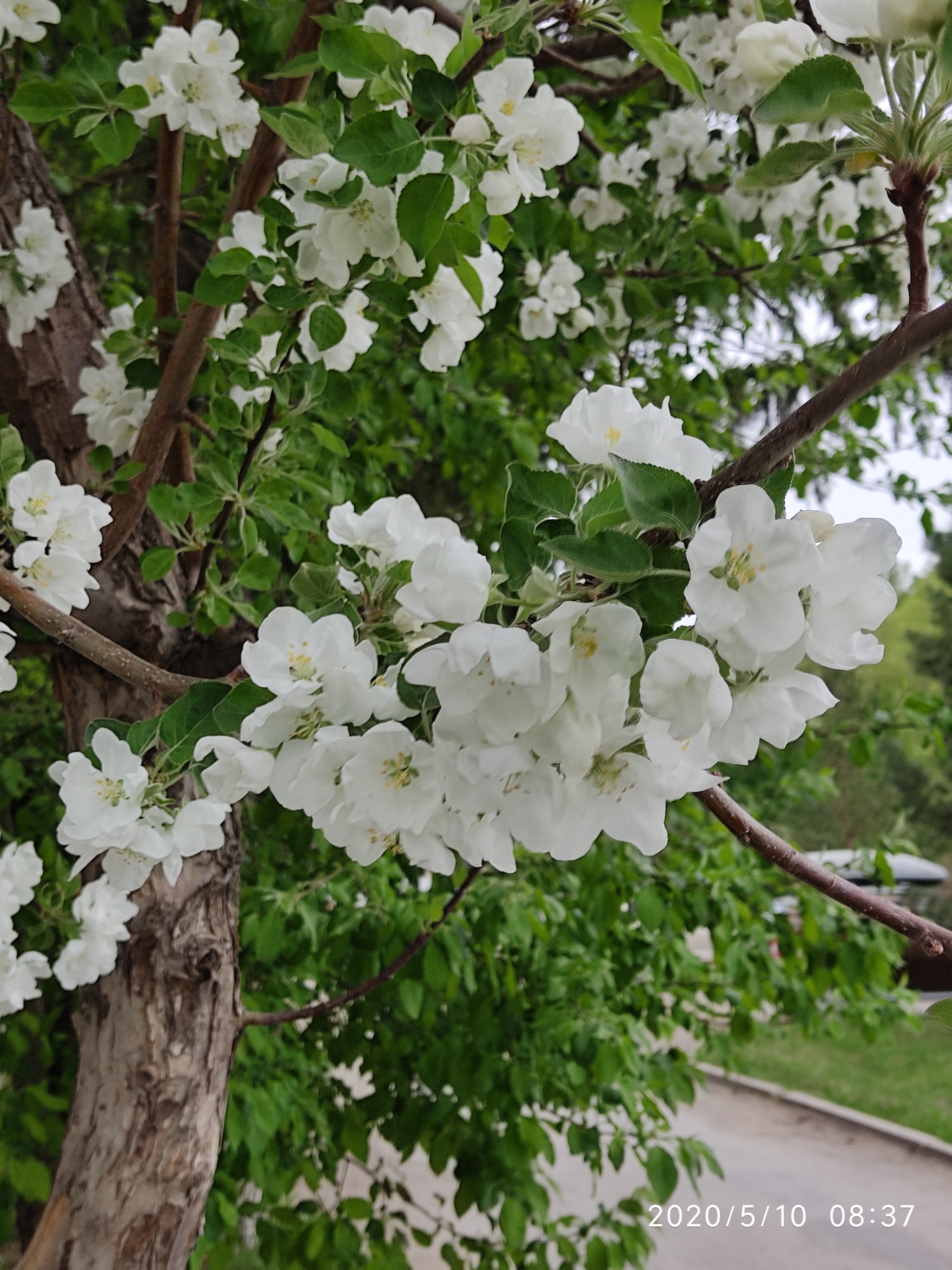 It's a pity that they bloom once a year - My, Flowers, Spring, Mobile photography, Longpost