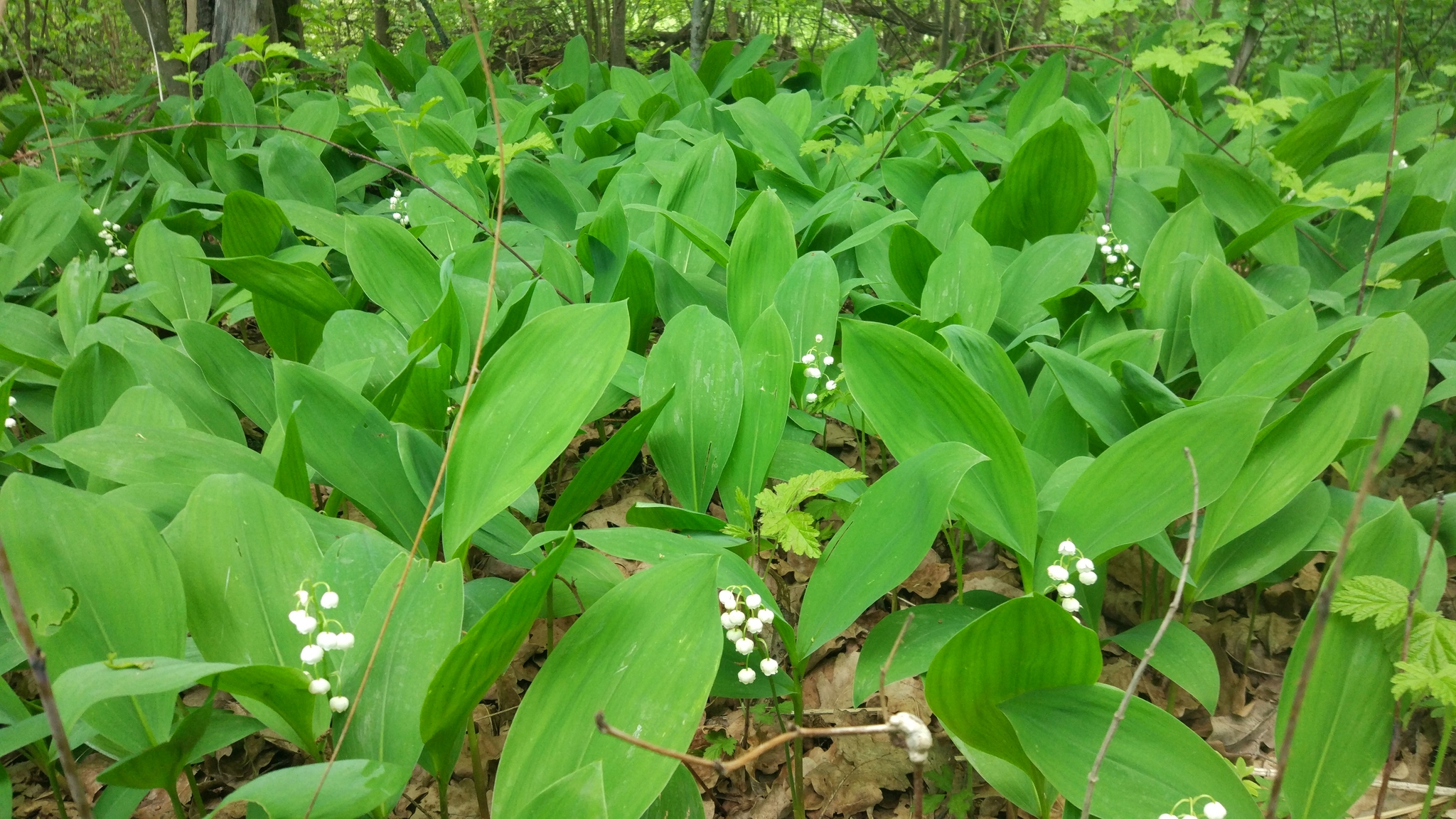 A little bit of nature in your feed - My, The photo, Nature, Forest, Swamp, Lilies of the valley, Photo on sneaker, Without processing, Longpost