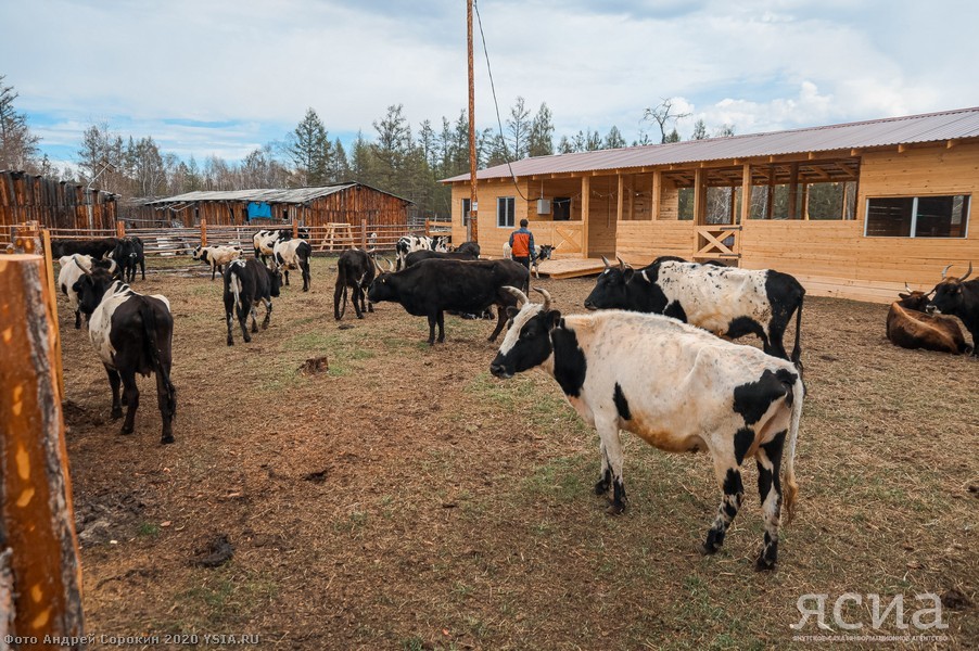 Head of Yakutia: “Restoring the population of Yakut cattle is one of the basic tasks of agriculture” - Yakutia, Сельское хозяйство, Aisen Nikolaev, Longpost