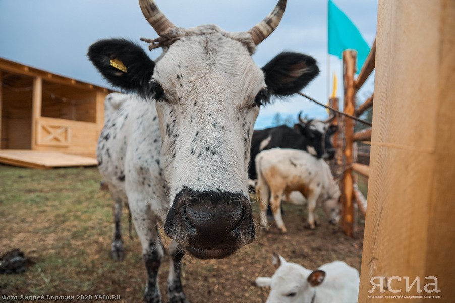 Head of Yakutia: “Restoring the population of Yakut cattle is one of the basic tasks of agriculture” - Yakutia, Сельское хозяйство, Aisen Nikolaev, Longpost