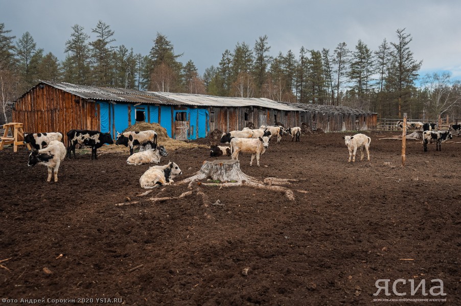 Head of Yakutia: “Restoring the population of Yakut cattle is one of the basic tasks of agriculture” - Yakutia, Сельское хозяйство, Aisen Nikolaev, Longpost