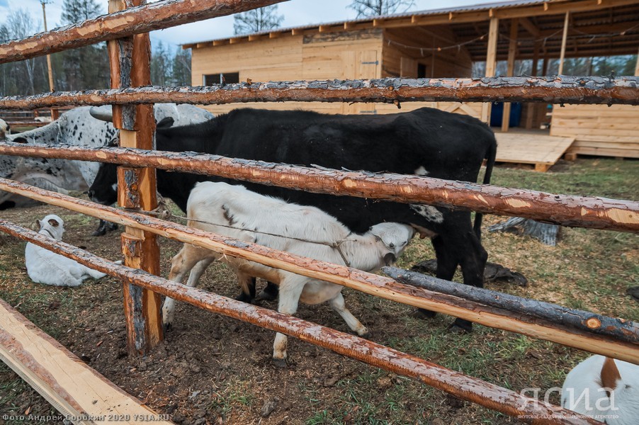 Head of Yakutia: “Restoring the population of Yakut cattle is one of the basic tasks of agriculture” - Yakutia, Сельское хозяйство, Aisen Nikolaev, Longpost