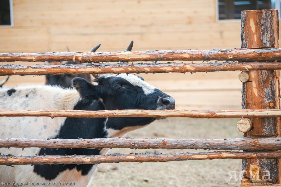 Head of Yakutia: “Restoring the population of Yakut cattle is one of the basic tasks of agriculture” - Yakutia, Сельское хозяйство, Aisen Nikolaev, Longpost