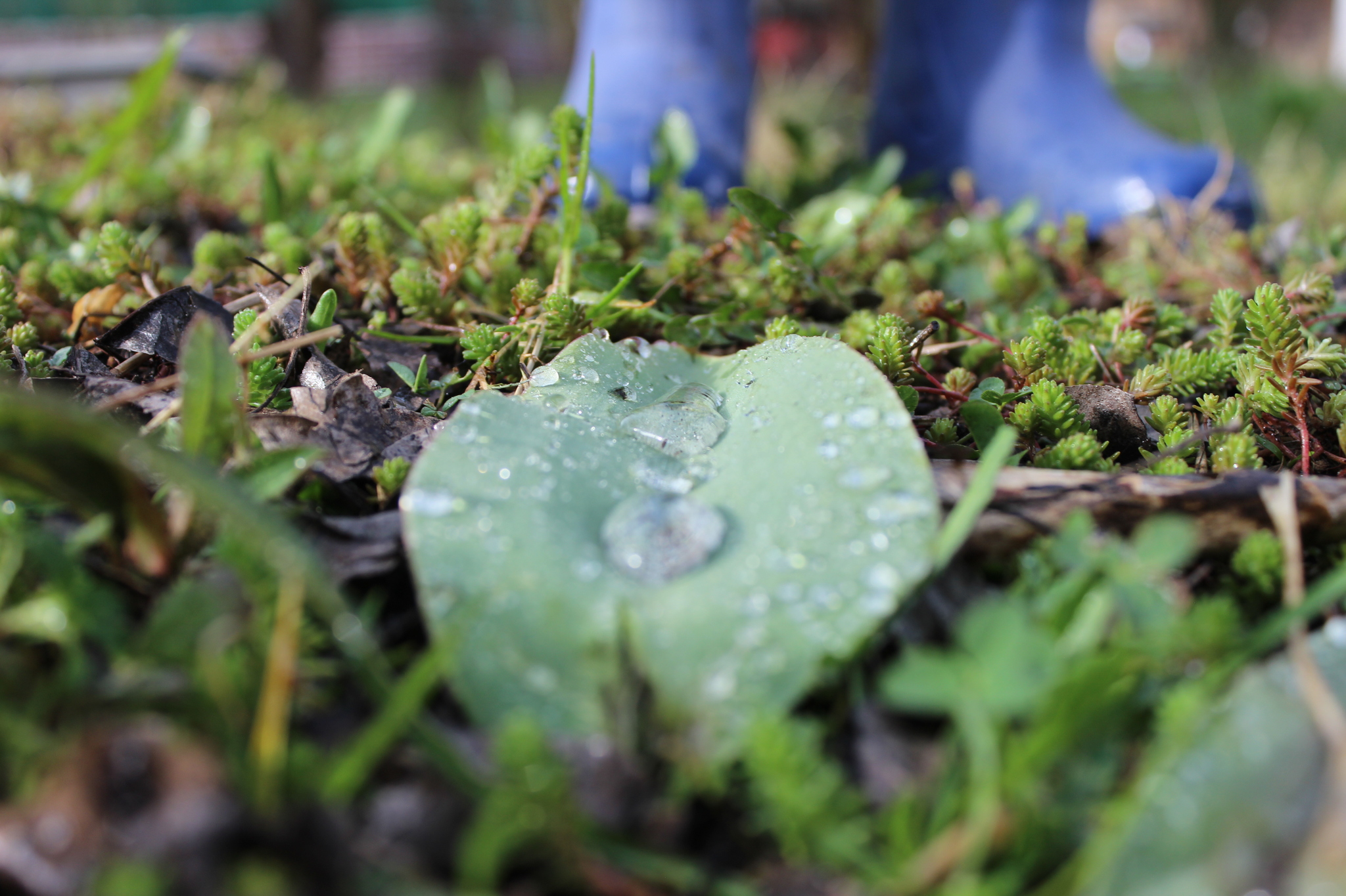 Spring outing to the dacha - My, Nature, Flowers, Rain, Longpost, I want criticism, The photo, Birds, Duck, Mallard duck