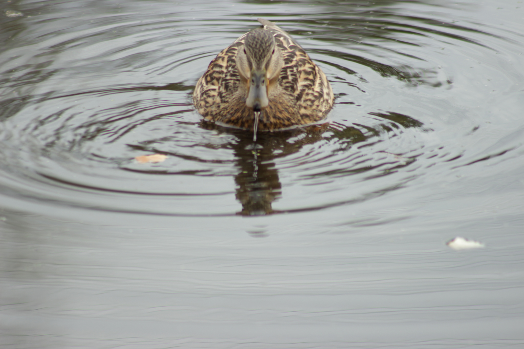 Spring outing to the dacha - My, Nature, Flowers, Rain, Longpost, I want criticism, The photo, Birds, Duck, Mallard duck