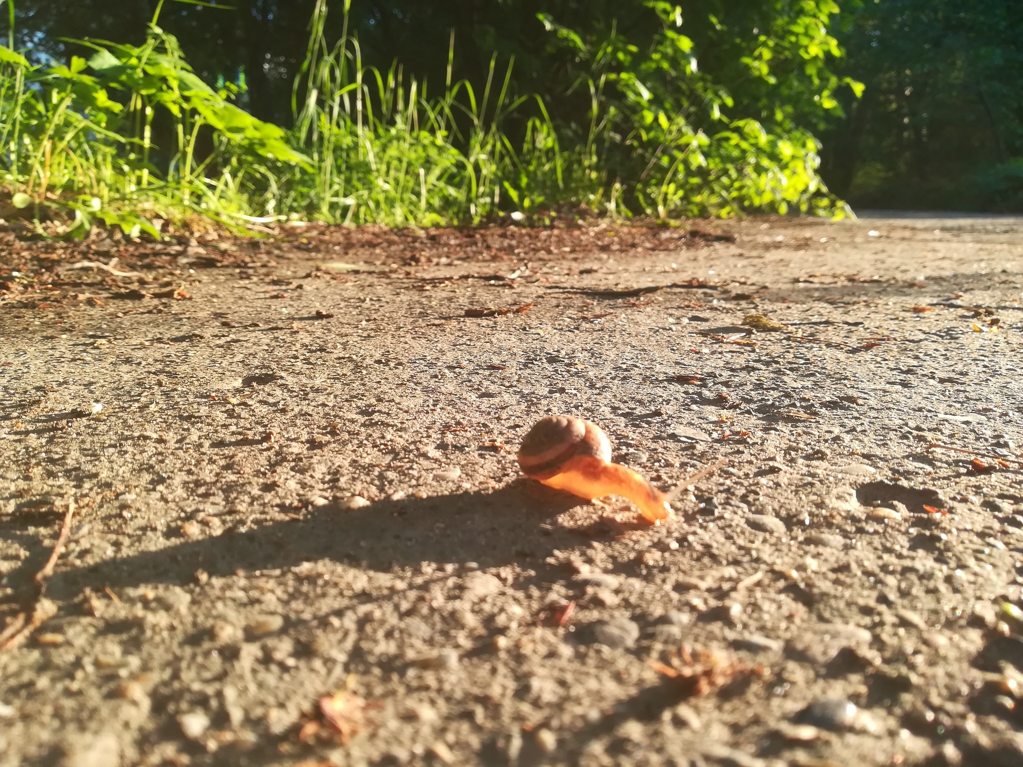 Mister Snail - My, Snail, Nature, Longpost