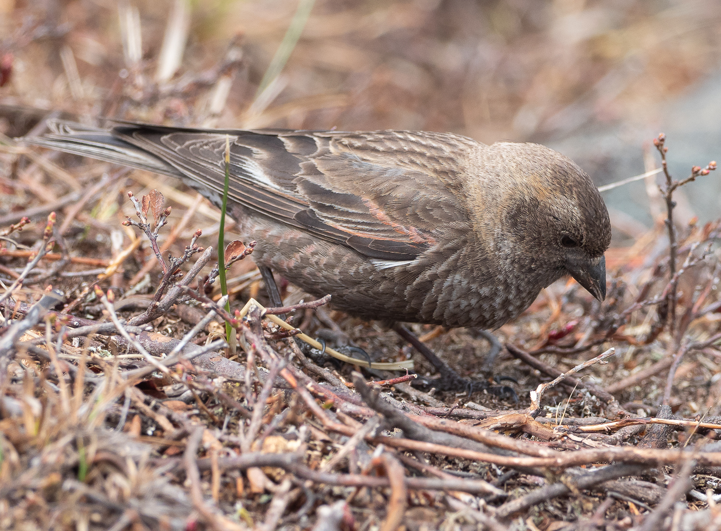 Help identify the bird - My, Birds, Photo hunting, Identification, Longpost