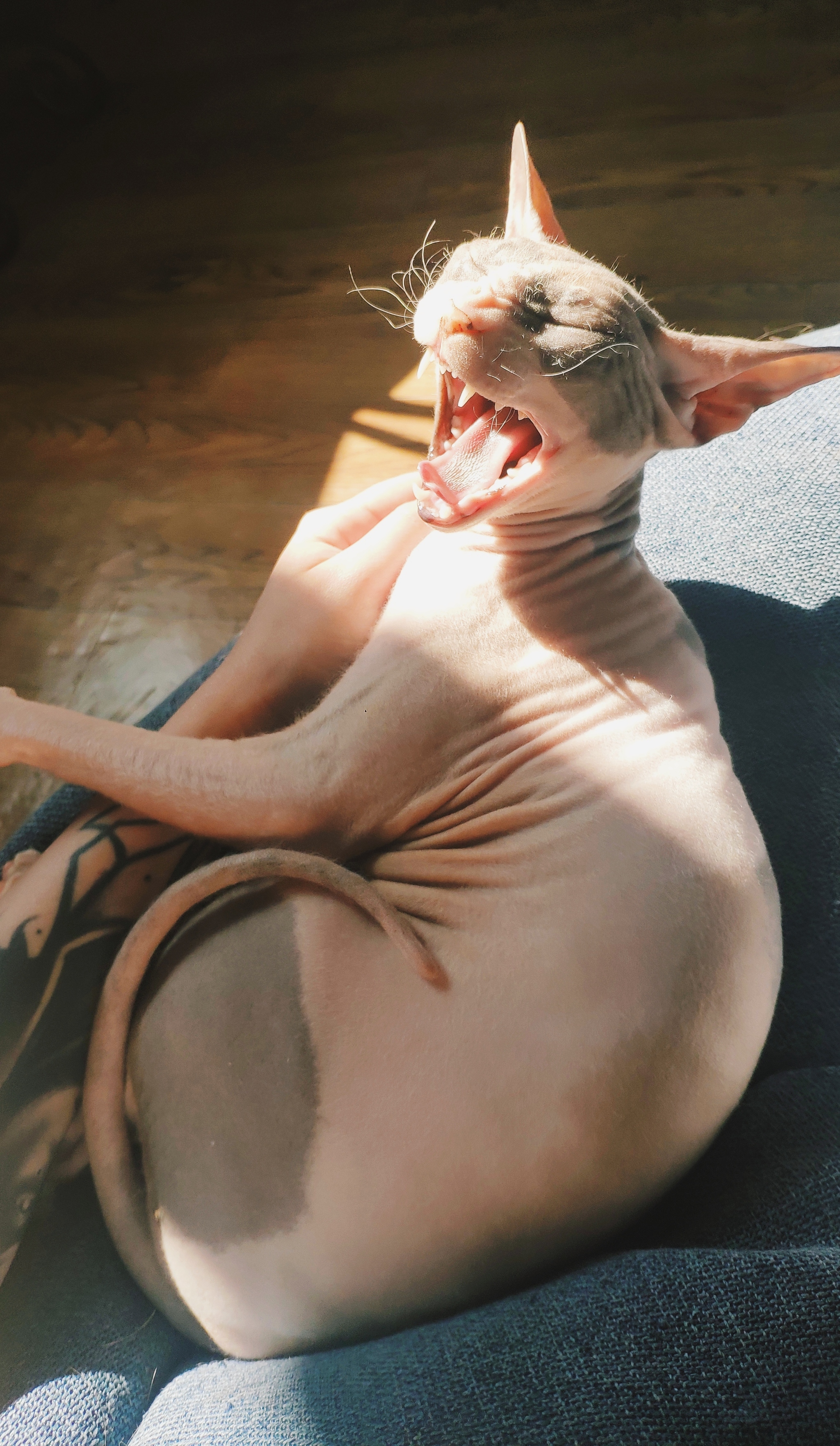 Sunny Sunday morning - My, Sphinx, Don Sphynx, cat, Pets, Longpost