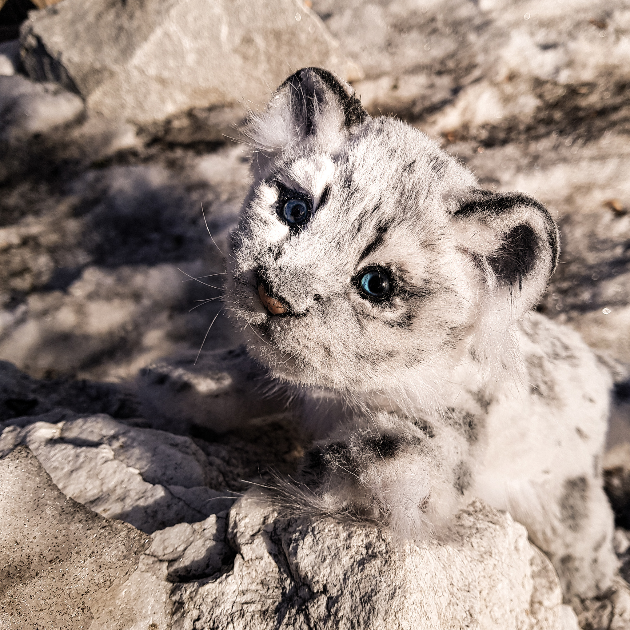 First toy - My, Toys, Soft toy, Needlework without process, Handmade, Snow Leopard, Leopard, Hobby, Longpost