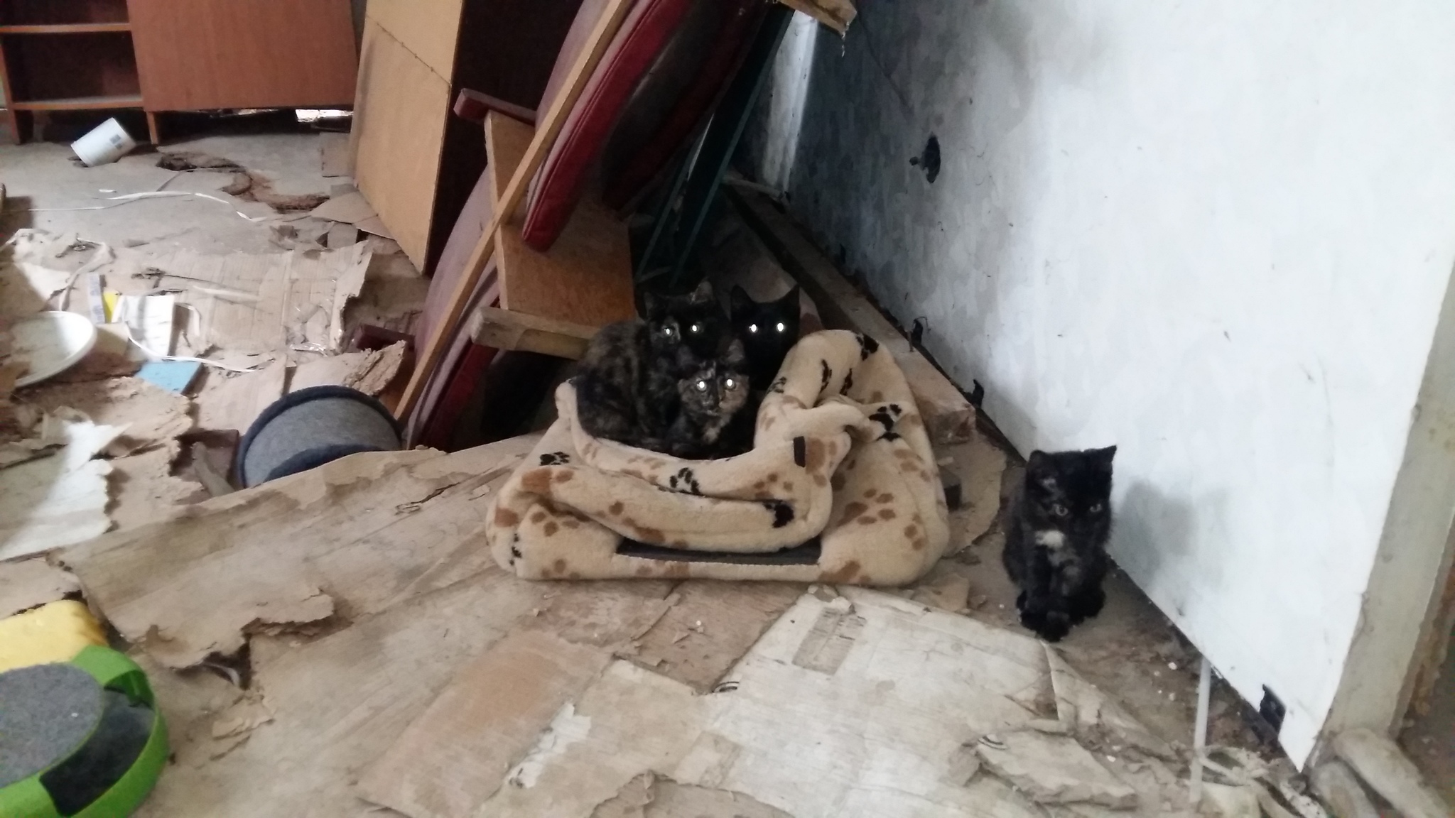 Who wants cats in Tomsk - My, No rating, Tomsk, Kittens, In good hands, Help, Longpost, cat