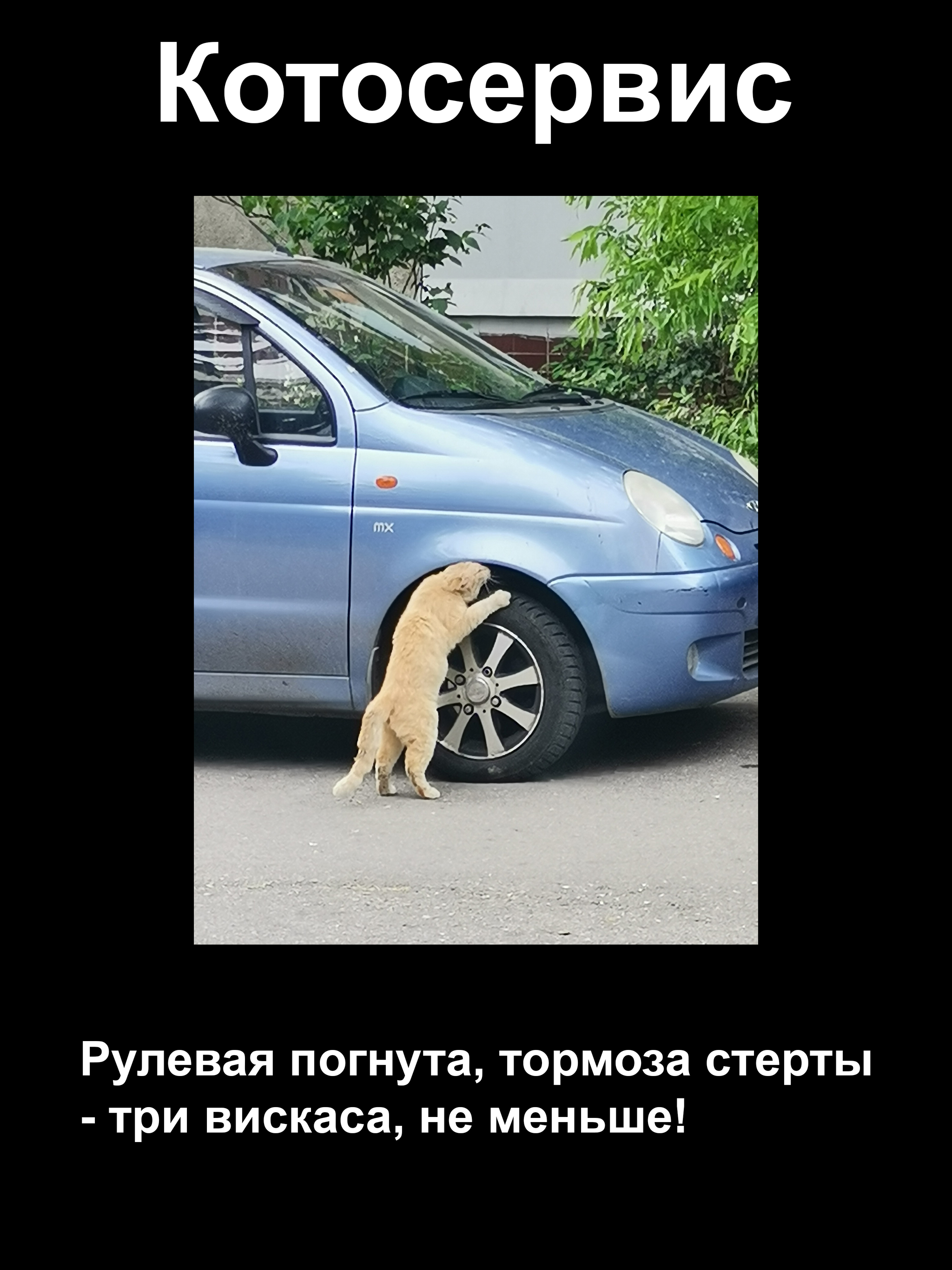 Even the cat works, although he has paws... - My, cat, Working, Car service