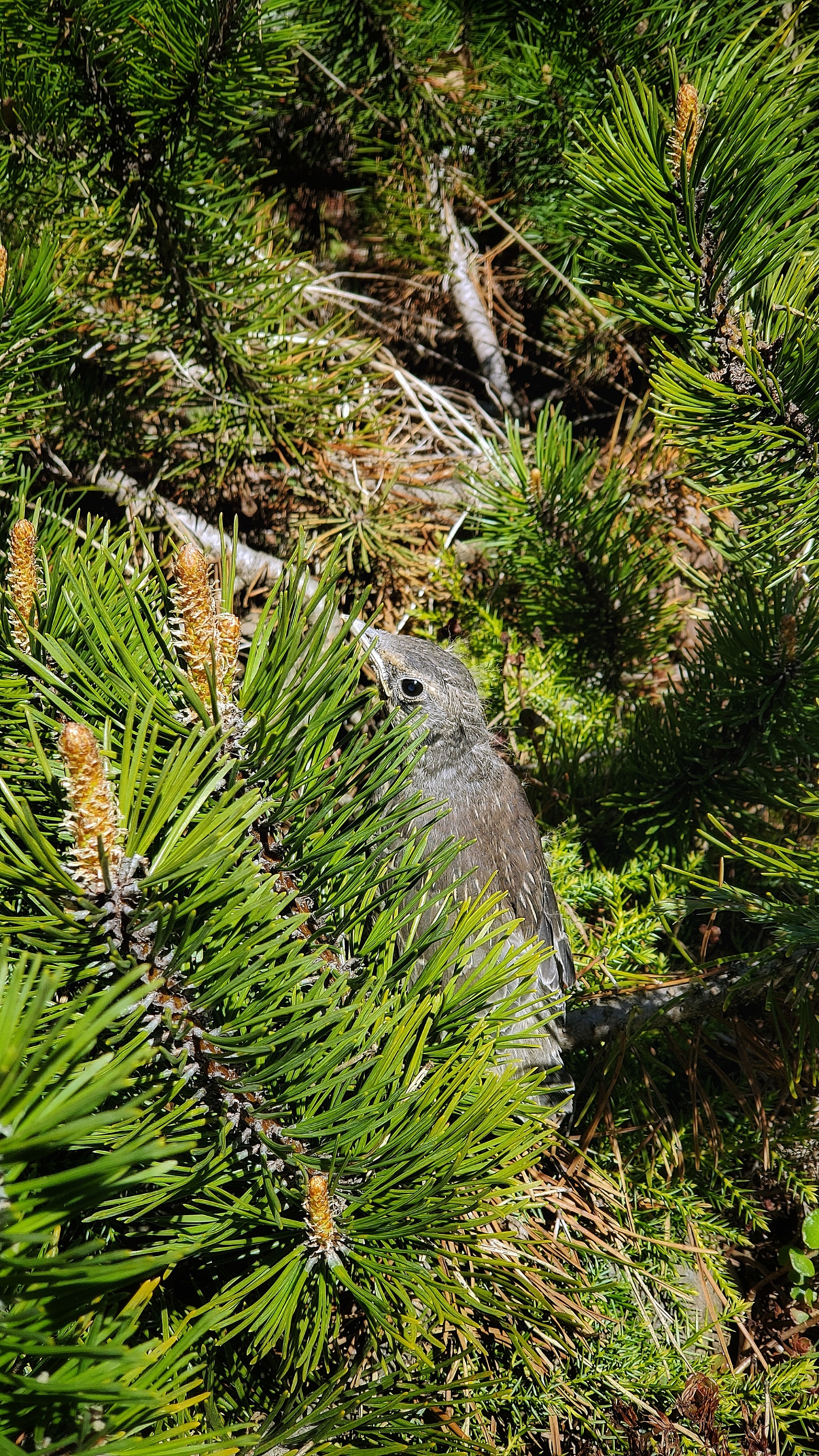 What kind of animal is in my yard every year? - My, The photo, What kind of bird?, Photo on sneaker, Longpost