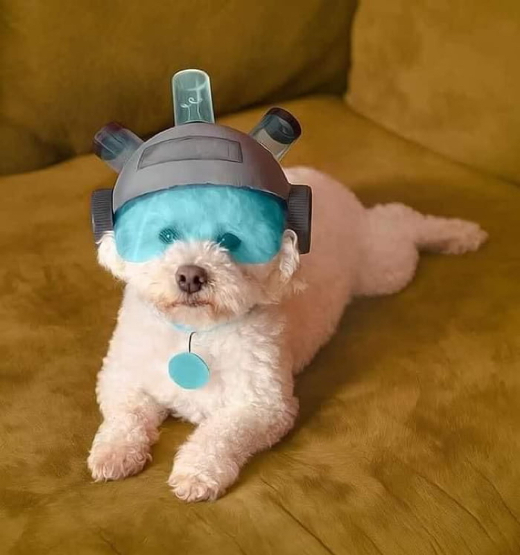 Summer, where are my testicles? - Humor, Milota, Rick and Morty, 9GAG, Dog, Cosplay